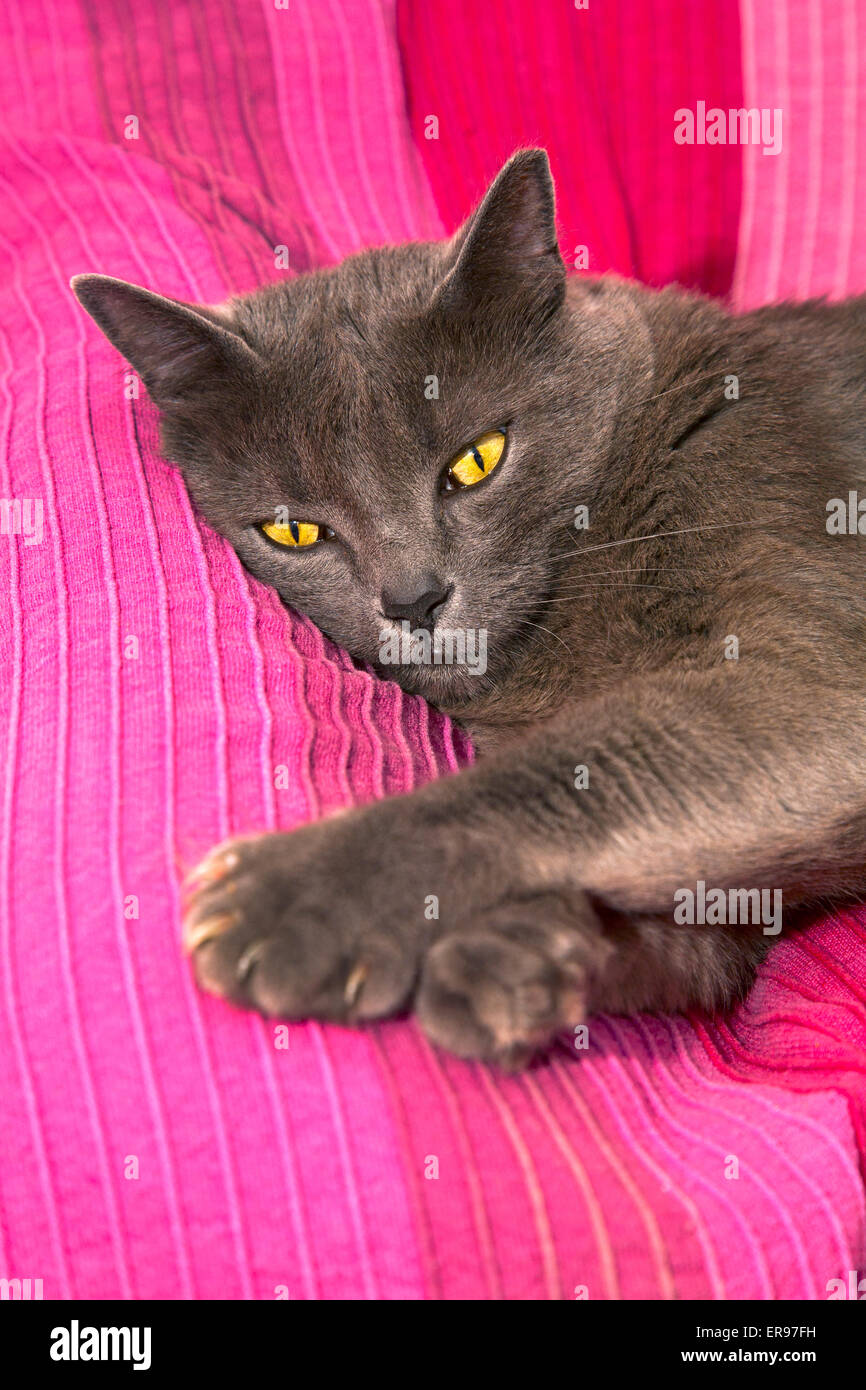 Giovani, femmina Blu di Russia Gatto sdraiato sul divano magenta. Foto Stock