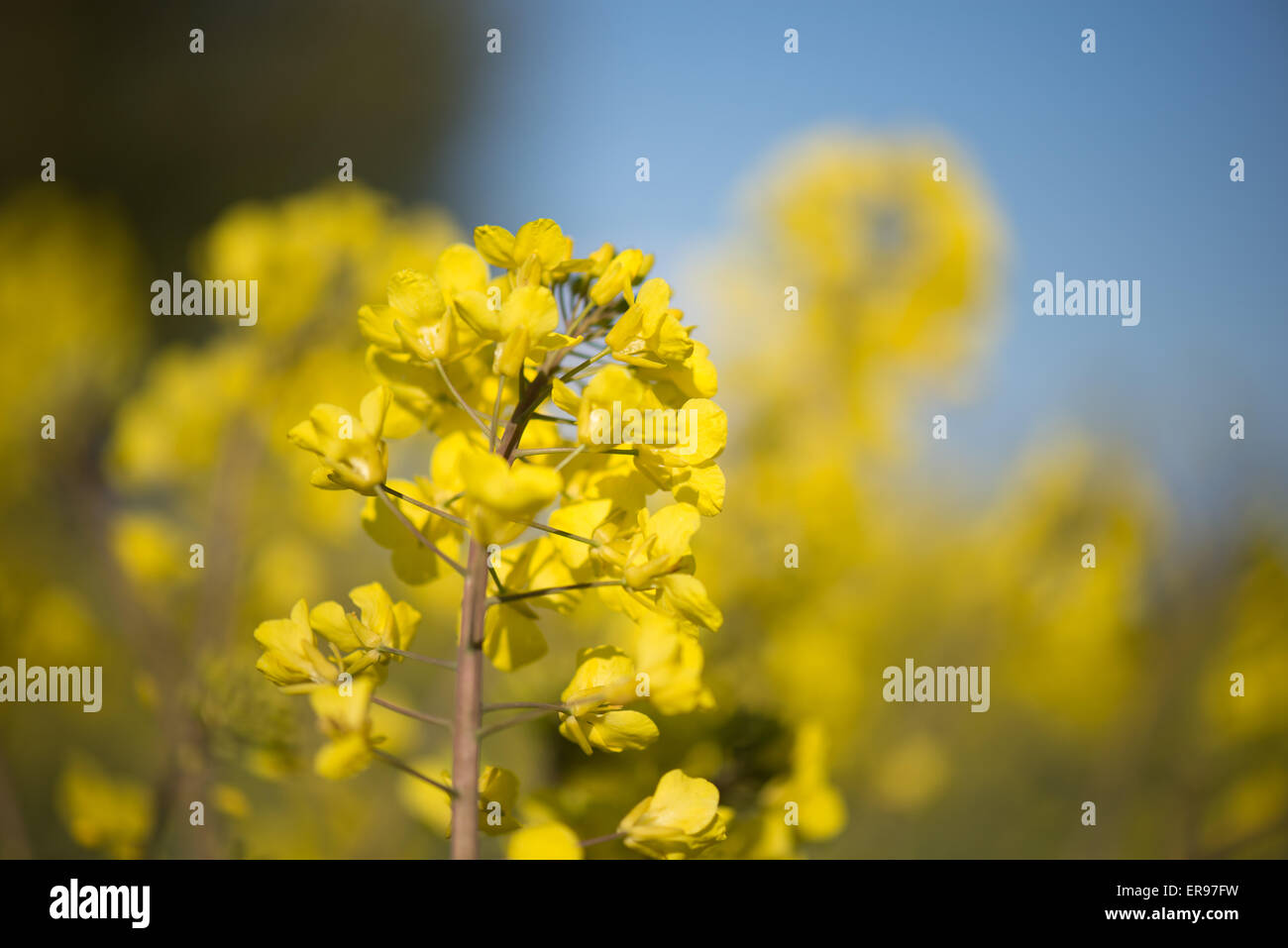 Fiore di canola Foto Stock