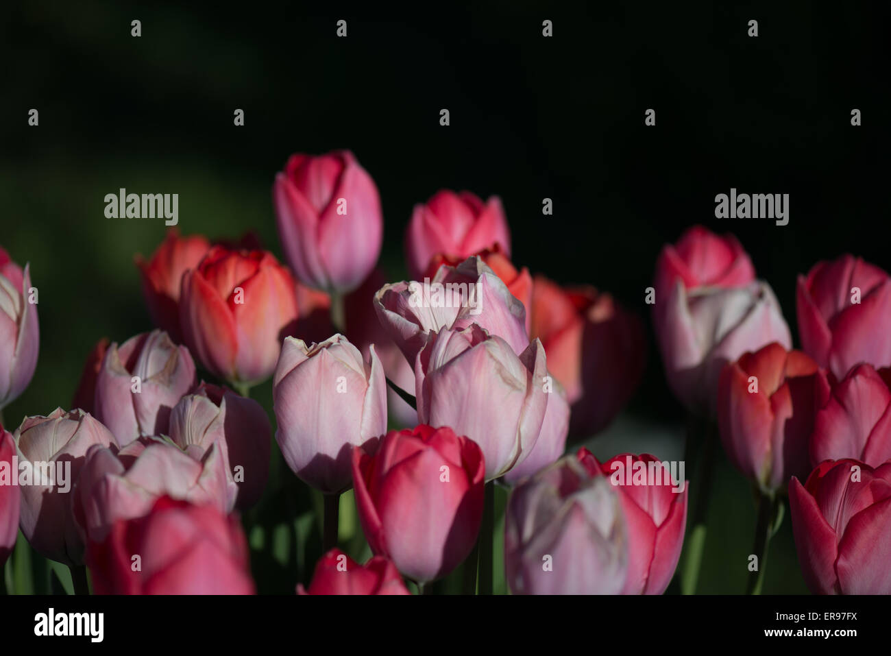 Tulipani, fiori Foto Stock