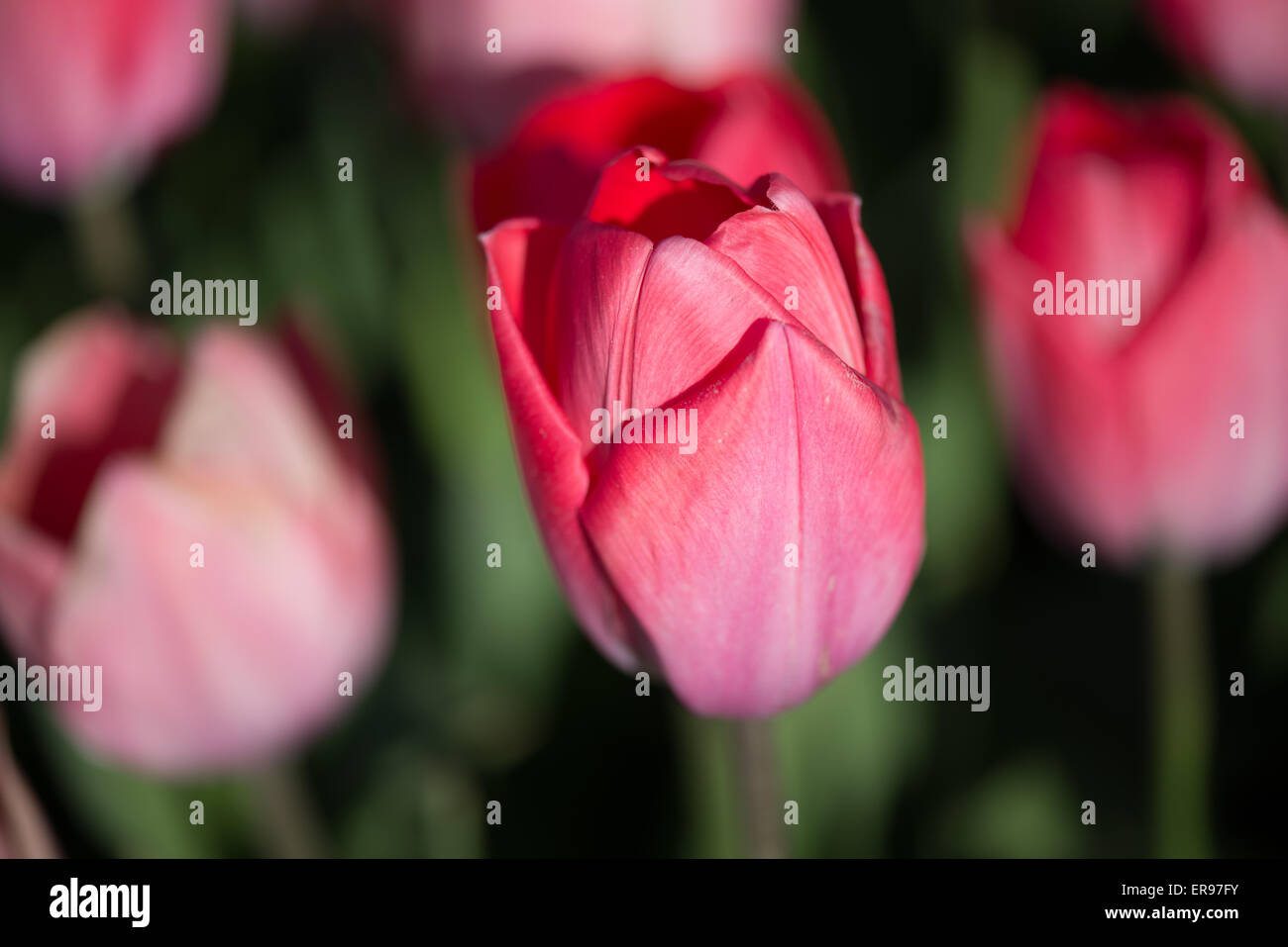 Tulipani, fiori Foto Stock