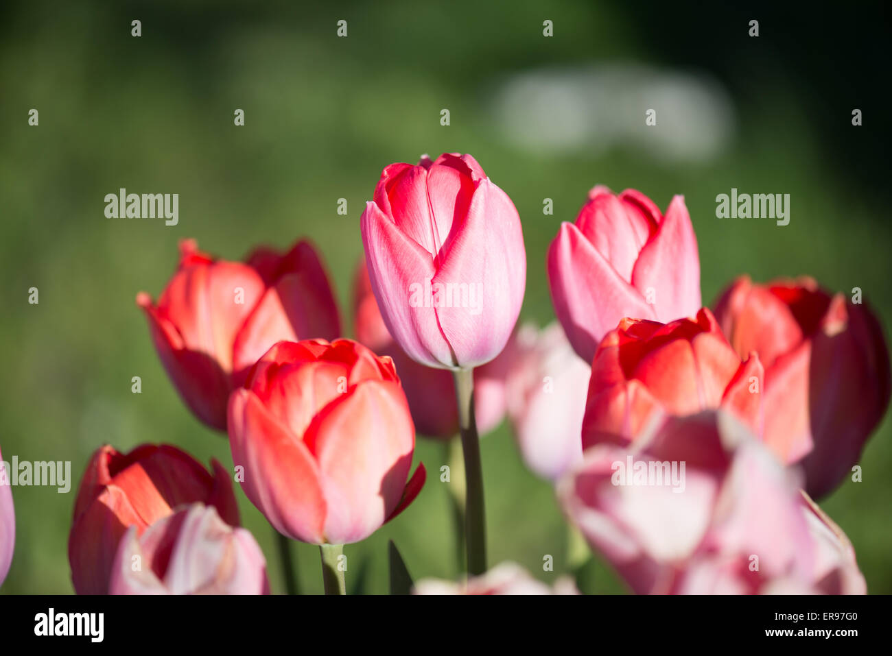 Tulipani, fiori Foto Stock
