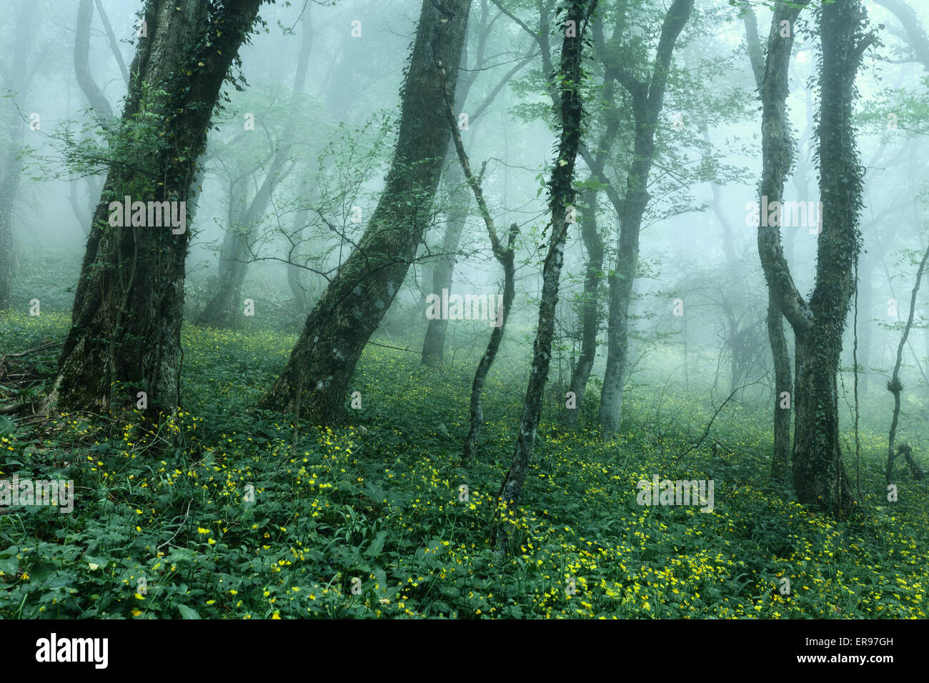 Sentiero attraverso una misteriosa foresta scura nella nebbia con foglie verdi e fiori. Mattina di primavera in Crimea. Magica atmosfera. Fiera Foto Stock