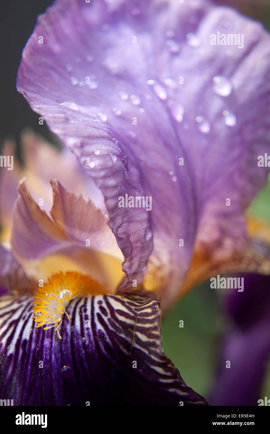 Viola barbuto Iris close up Foto Stock