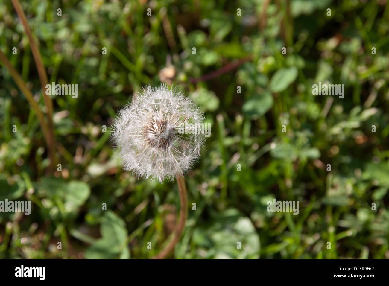 Bad weed sull'erba piuttosto a guardare nella primavera del tempo ancora male per il mantenimento di un corretto home terra in Nord America. Foto Stock