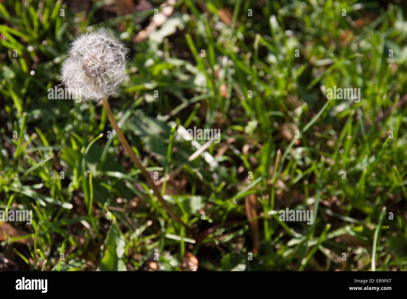 Bad weed sull'erba piuttosto a guardare nella primavera del tempo ancora male per il mantenimento di un corretto home terra in Nord America. Foto Stock