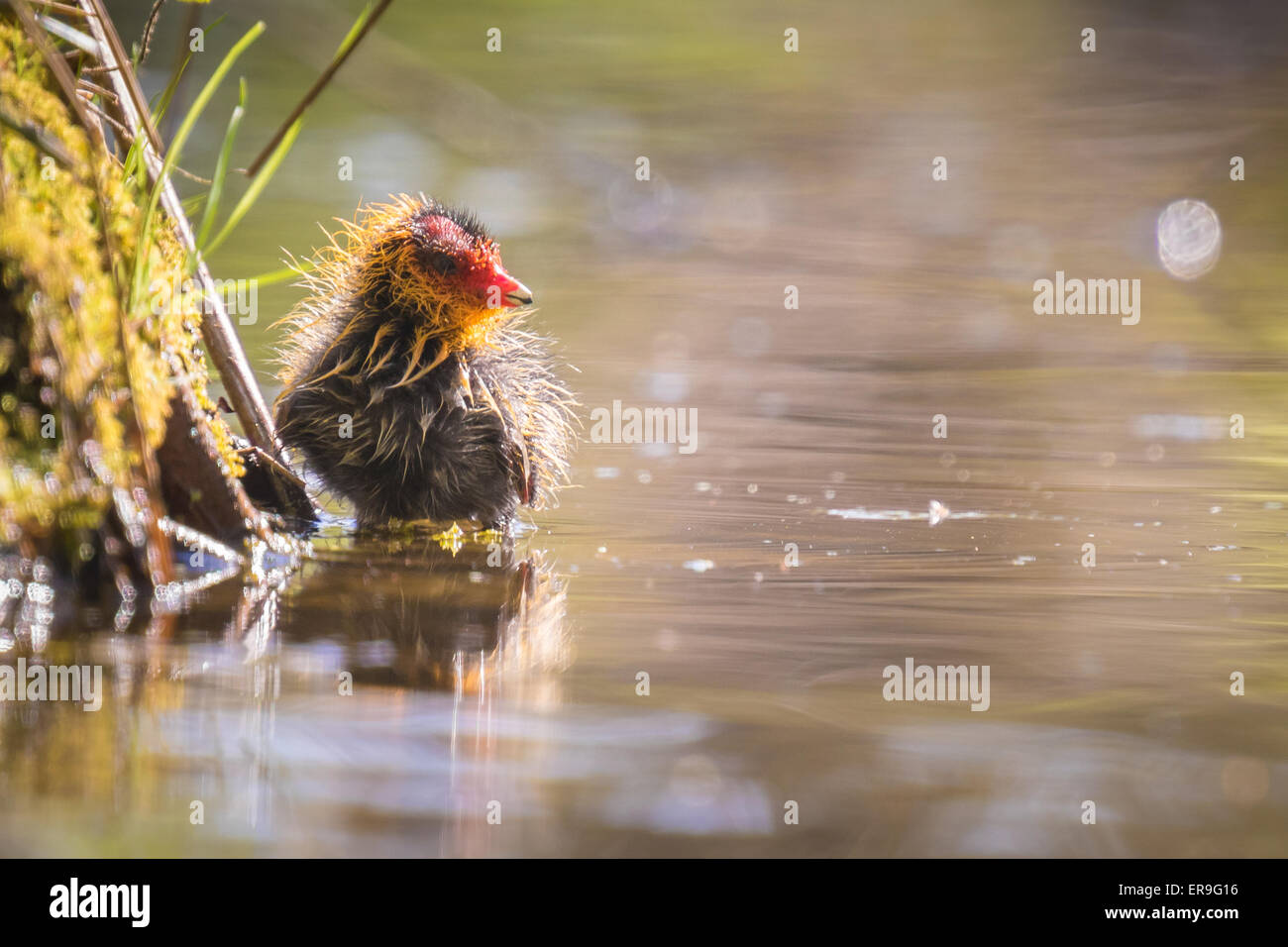 Eurasian coot, fulica atra, chick nuoto. Basso punto di vista Foto Stock