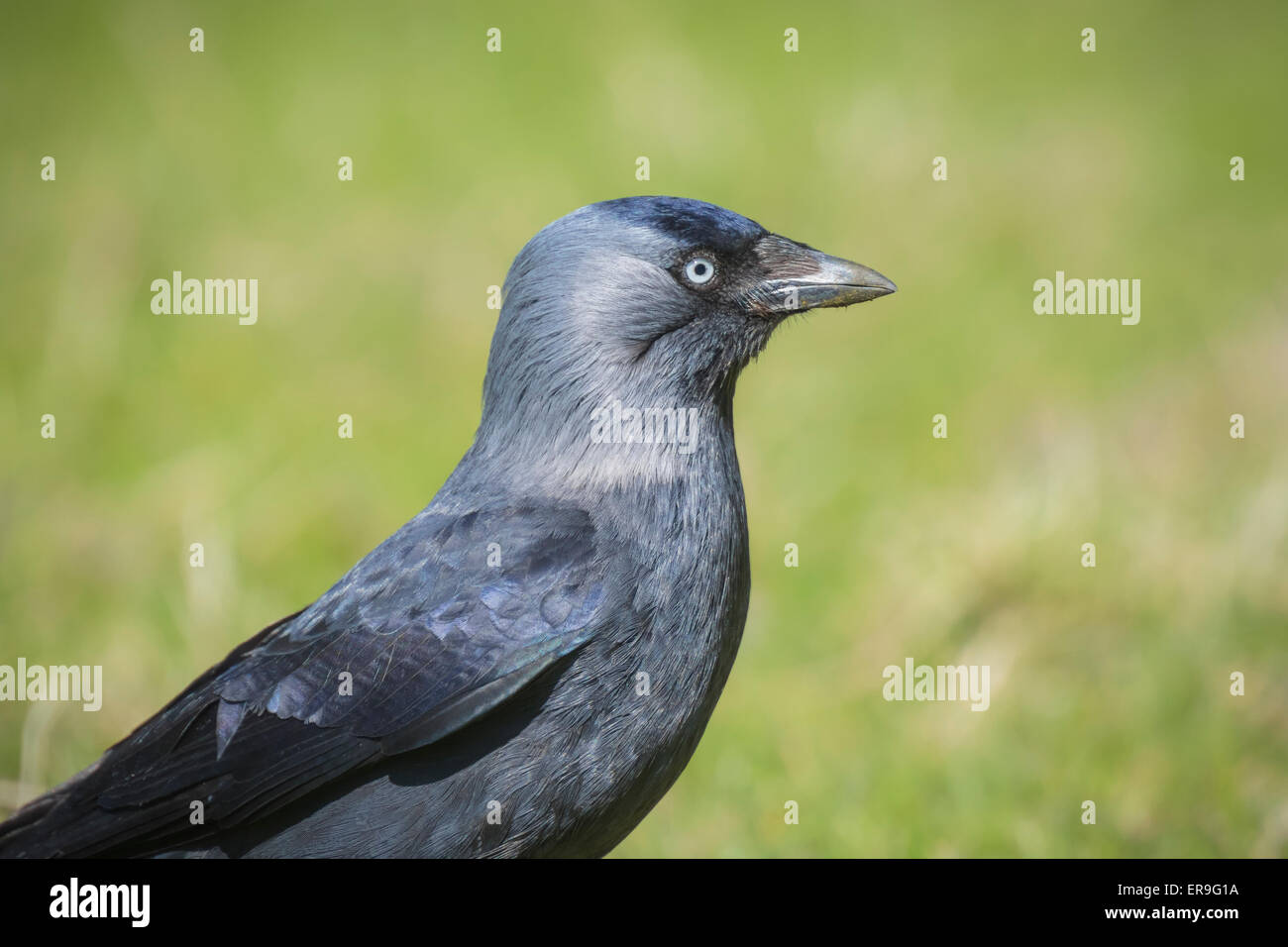 Ritratto di un Western Taccola black bird a piedi su erba verde Foto Stock