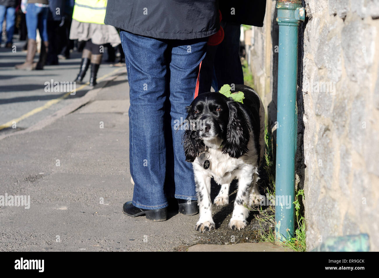 Il Castleton, Derbyshire, Regno Unito. 29 Maggio, 2015. La Ghirlanda re e la sua consorte parade gli elevati picchi di villaggio di Castleton su Oak Apple giorno. Credito: IFIMAGE/Alamy Live News Foto Stock