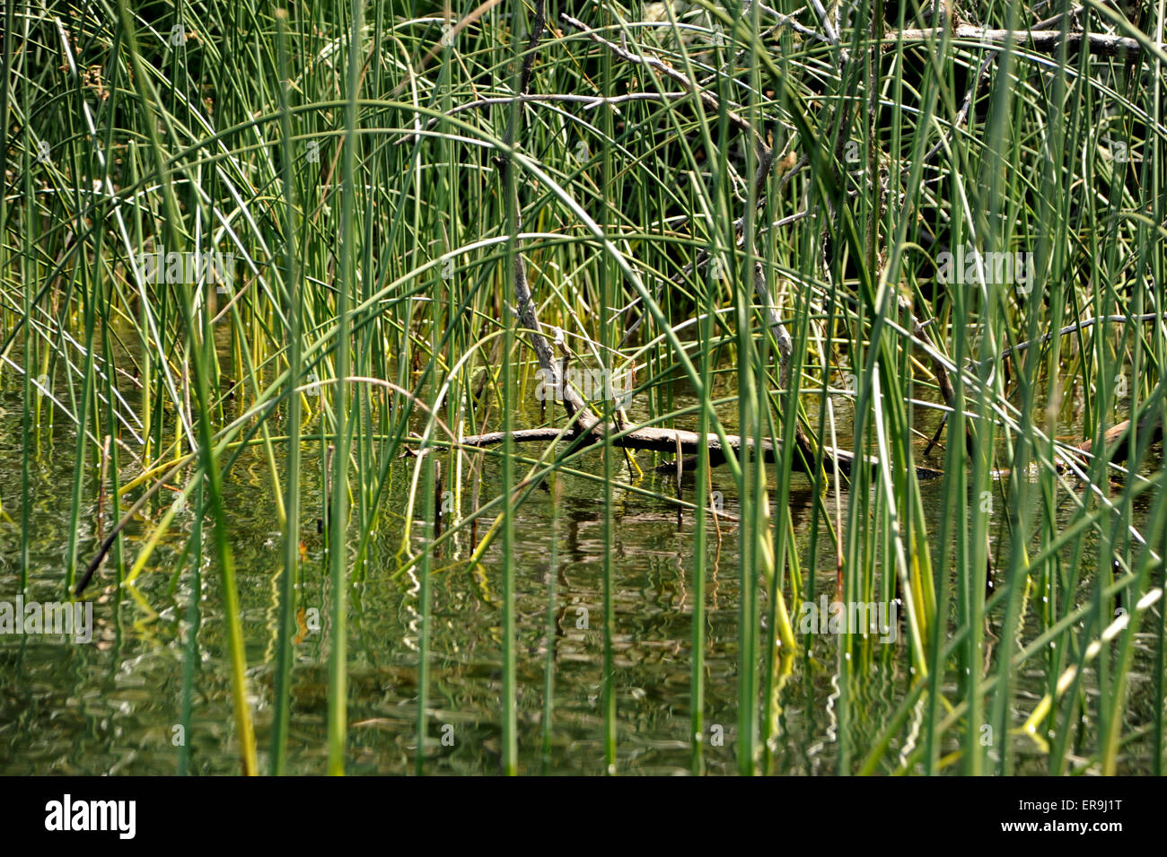 Lago di triangolo, Lane County, Oregon, Stati Uniti d'America - Lago di scene, giorno chiaro, il bianco delle nuvole Foto Stock