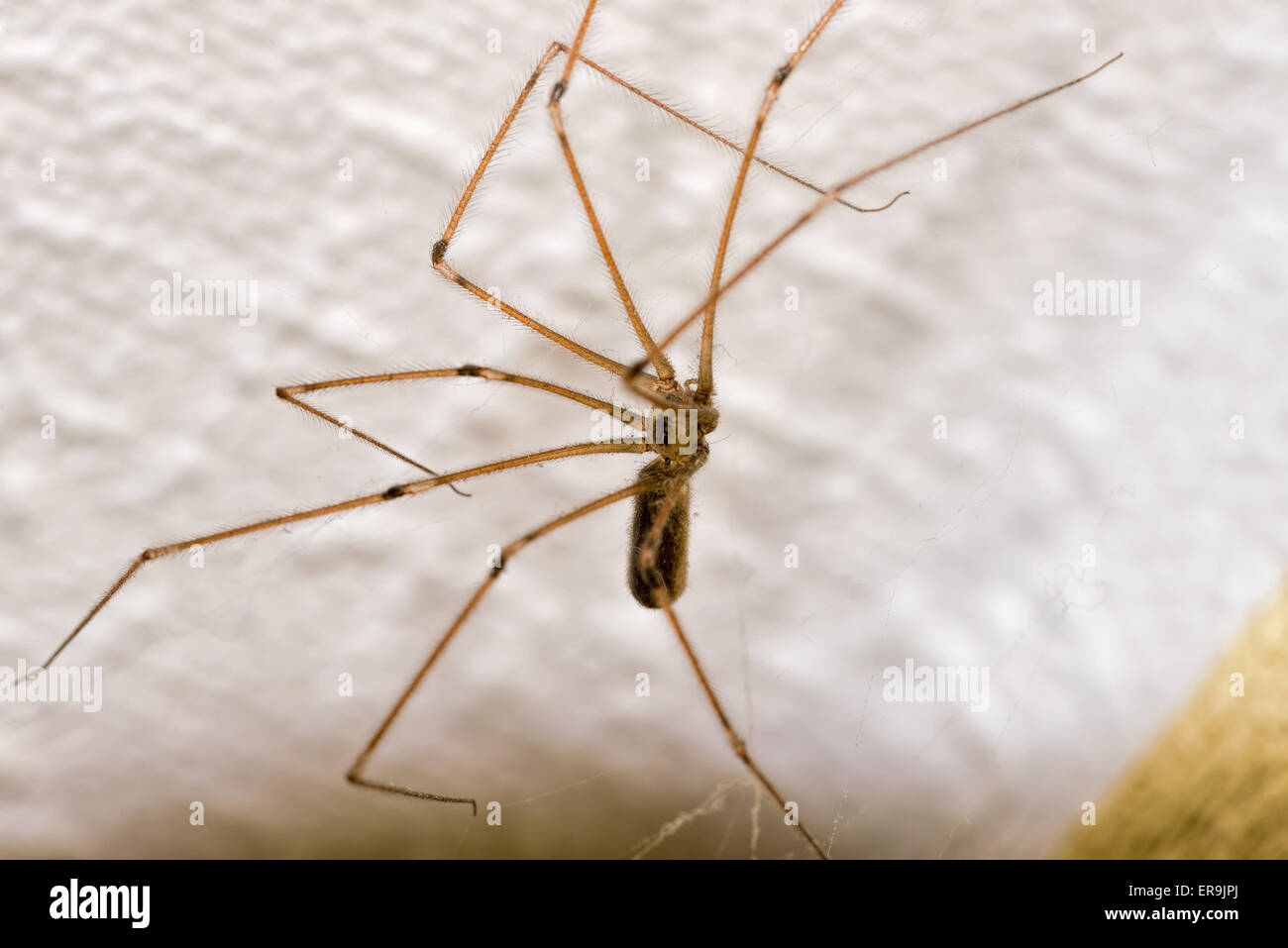 Una casa spider, pholcus phalangioides, su una parete Foto Stock