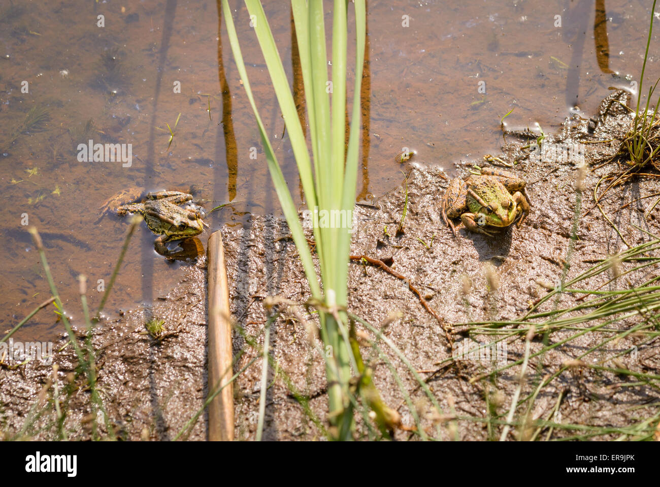 Due rane verdi in acqua, sotto il sole di primavera Foto Stock