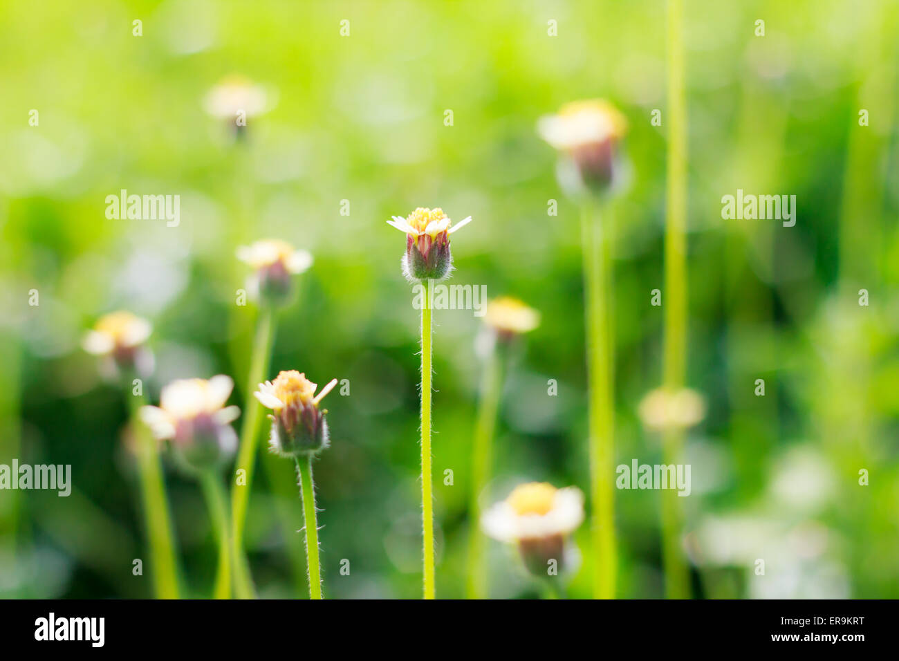 Piccolo fiore bianco fiori di prato (messa a fuoco selettiva) Foto Stock