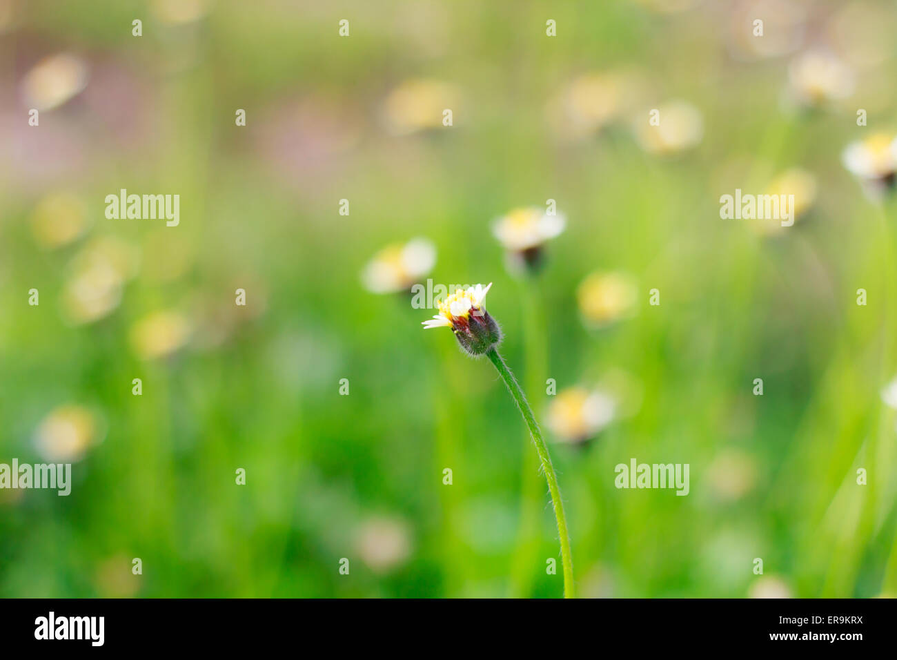 Piccolo fiore bianco fiori di prato (messa a fuoco selettiva) Foto Stock