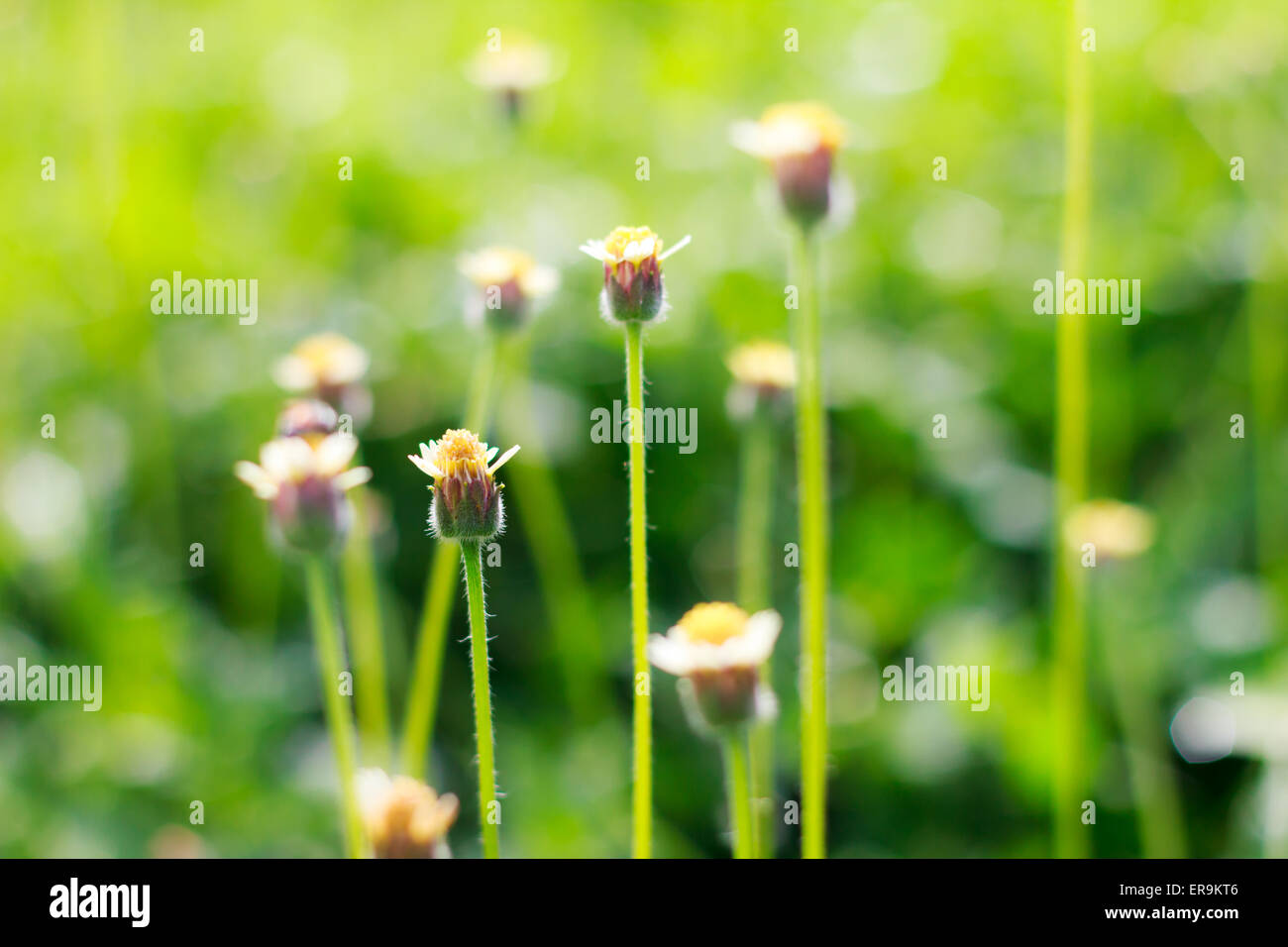 Piccolo fiore bianco fiori di prato (messa a fuoco selettiva) Foto Stock