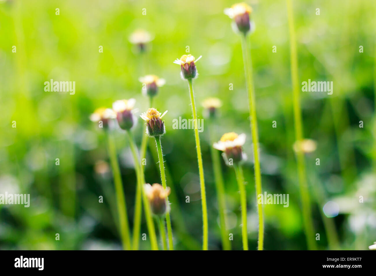 Piccolo fiore bianco fiori di prato (messa a fuoco selettiva) Foto Stock