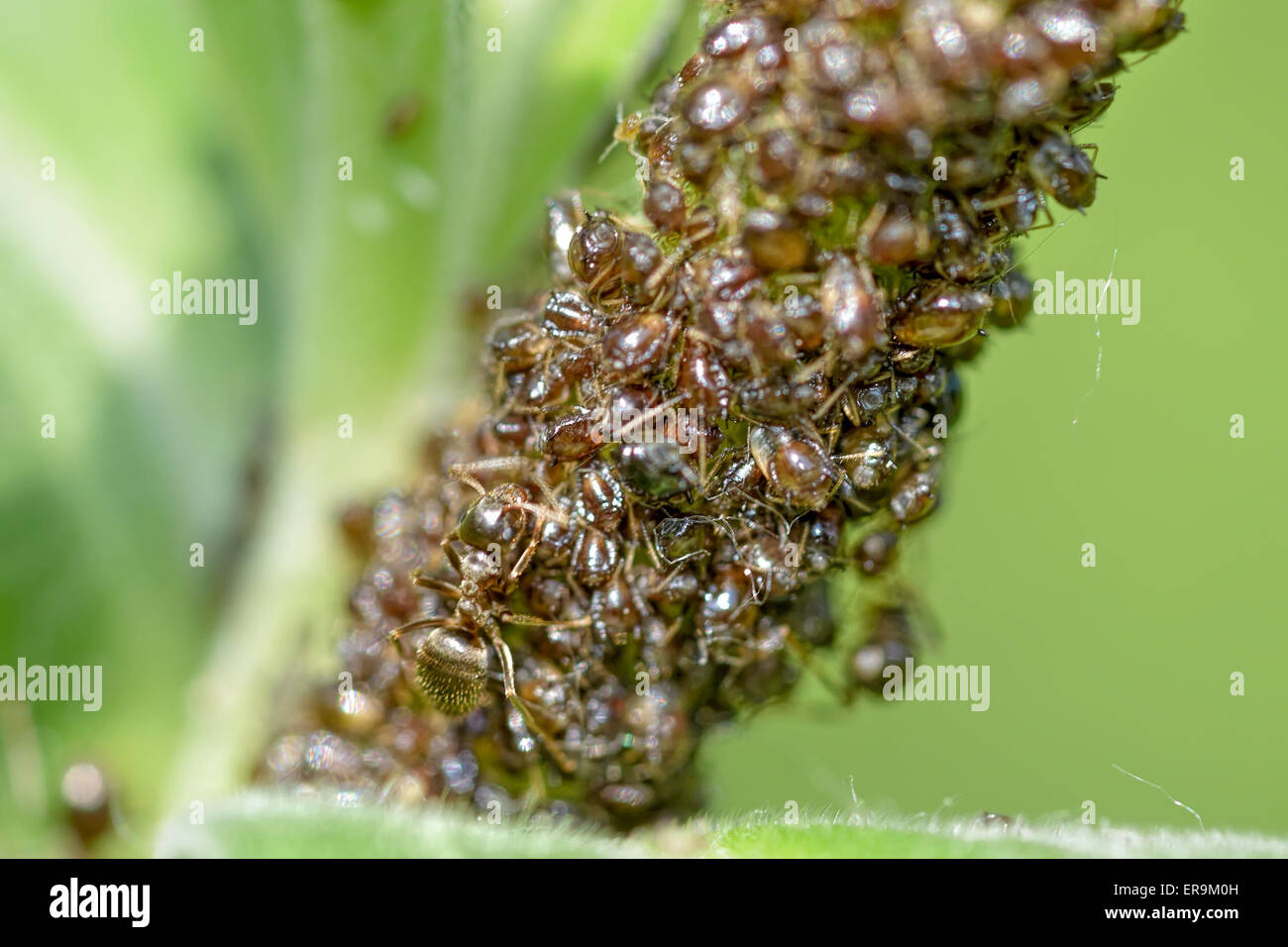 Le formiche sono afidi di allevamento su una pianta verde Foto Stock