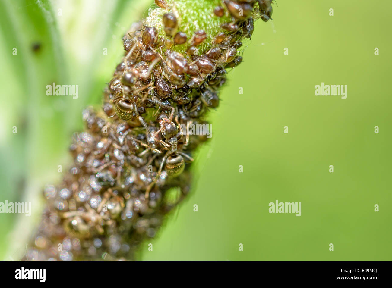 Le formiche sono afidi di allevamento su una pianta verde Foto Stock