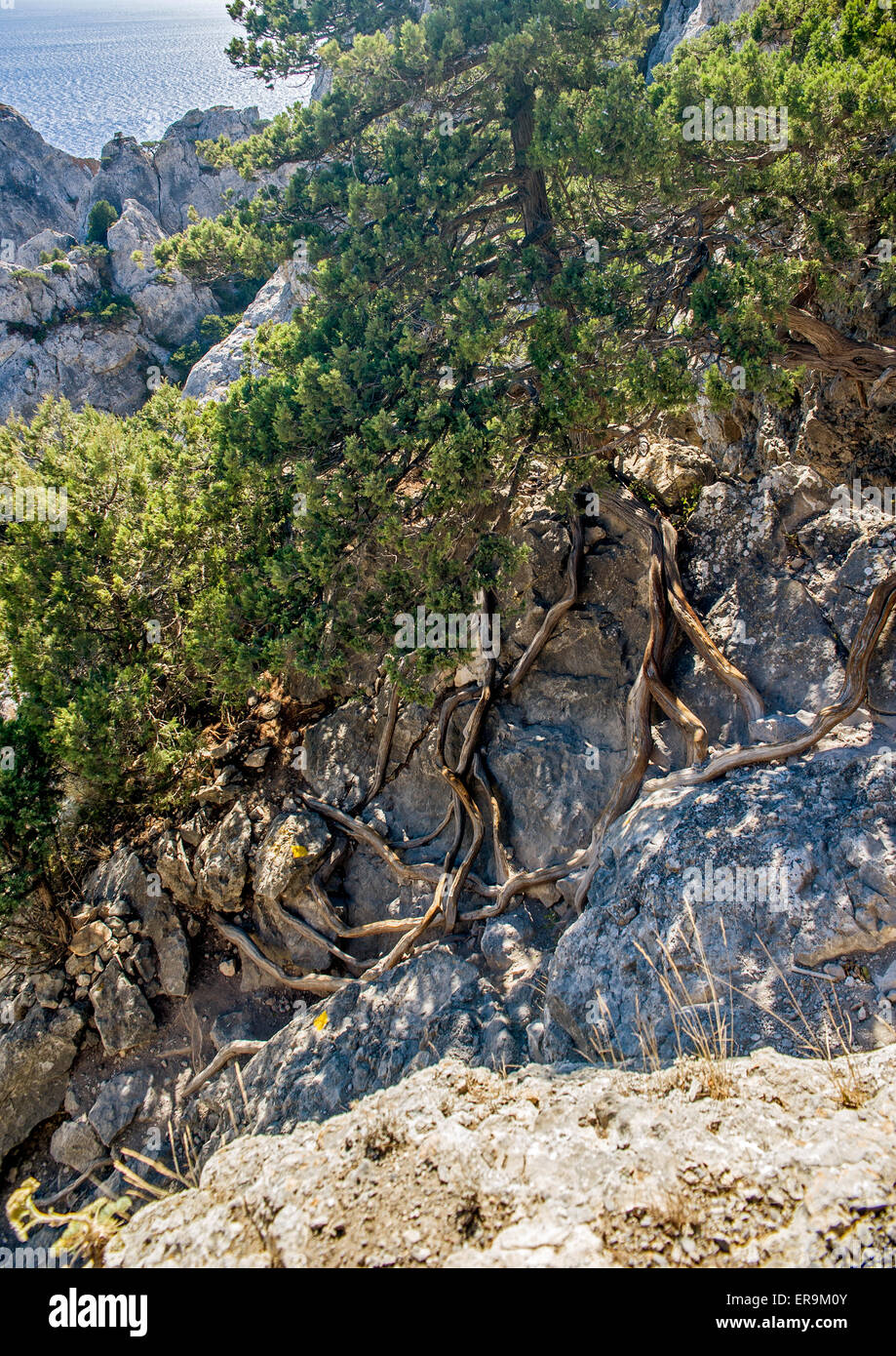 Crimea, nei pressi del villaggio di Novy Svet . Reliquia di ginepro e pinete , miracolosamente crescono sulle rocce della costa ripida. Foto Stock