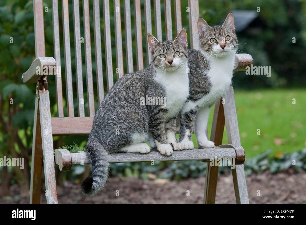 2 gatti domestici Foto Stock