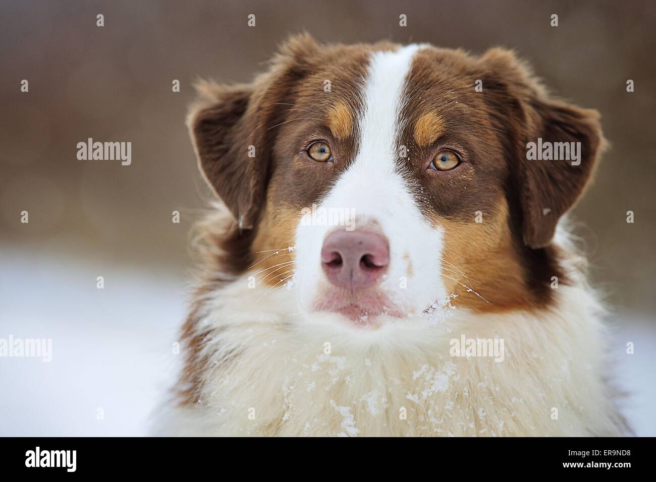 Australian Shepherd ritratto Foto Stock