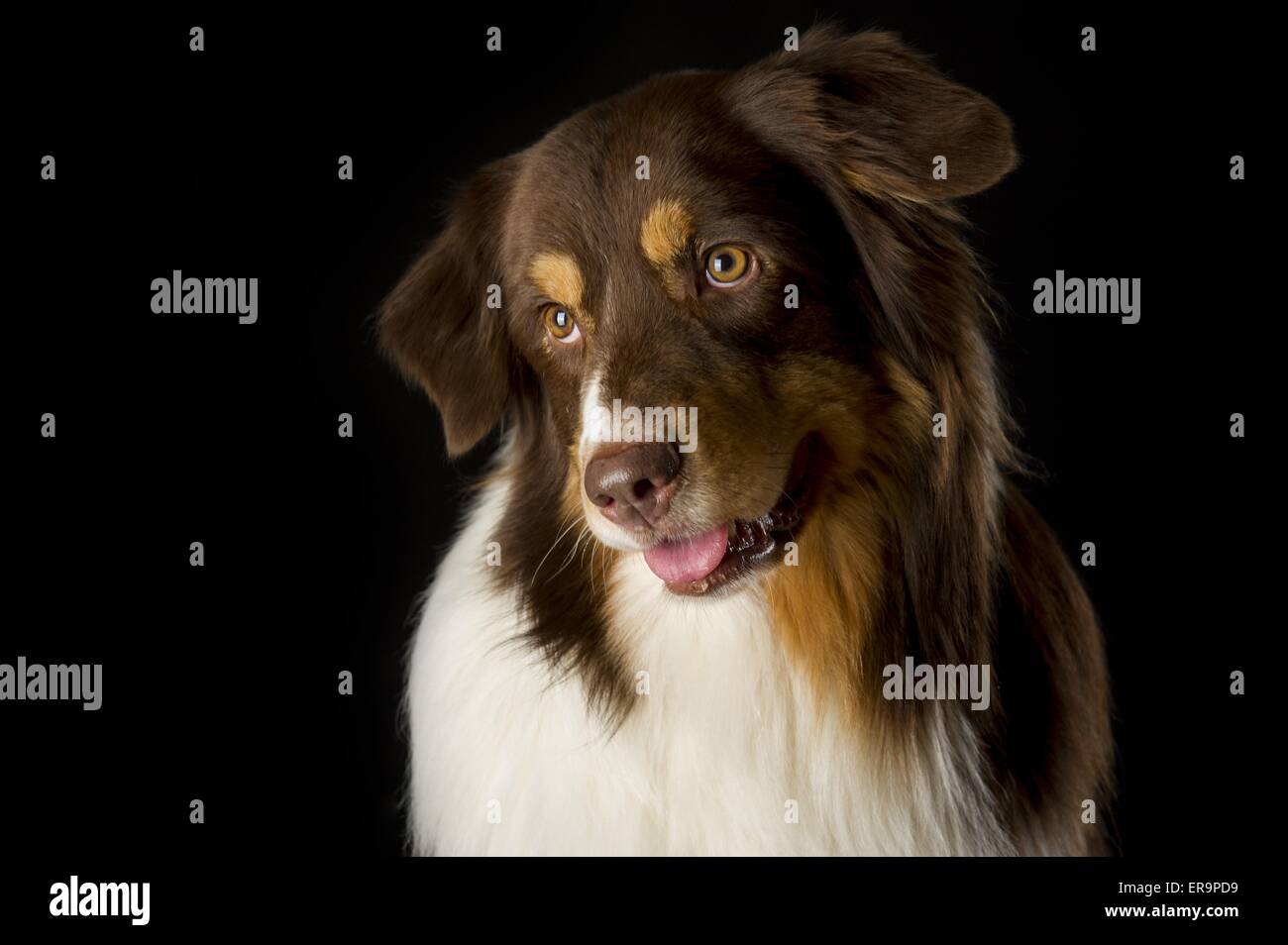 Australian Shepherd ritratto Foto Stock