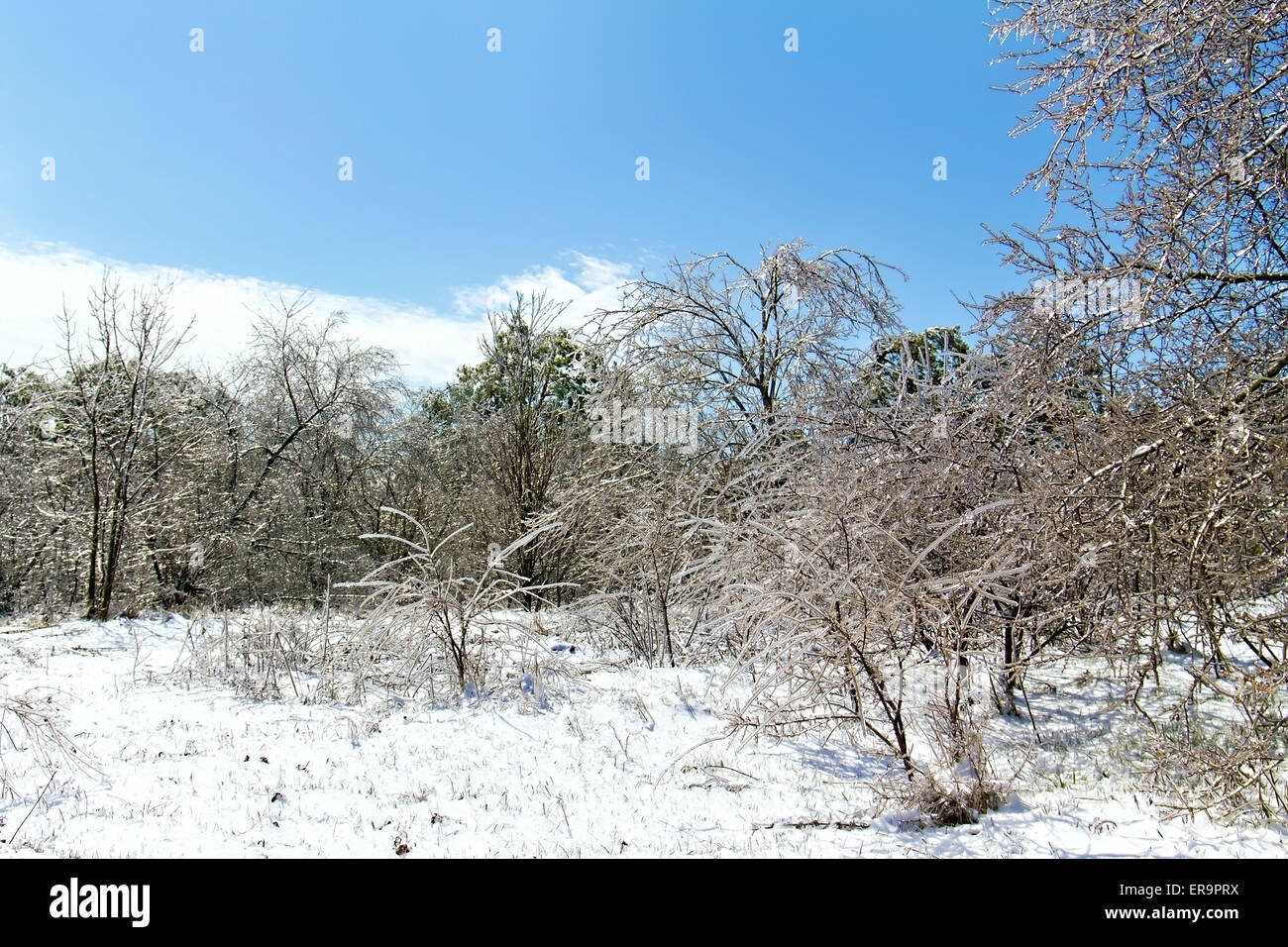 Bosco con alberi ghiacciati in presenza di luce solare Foto Stock