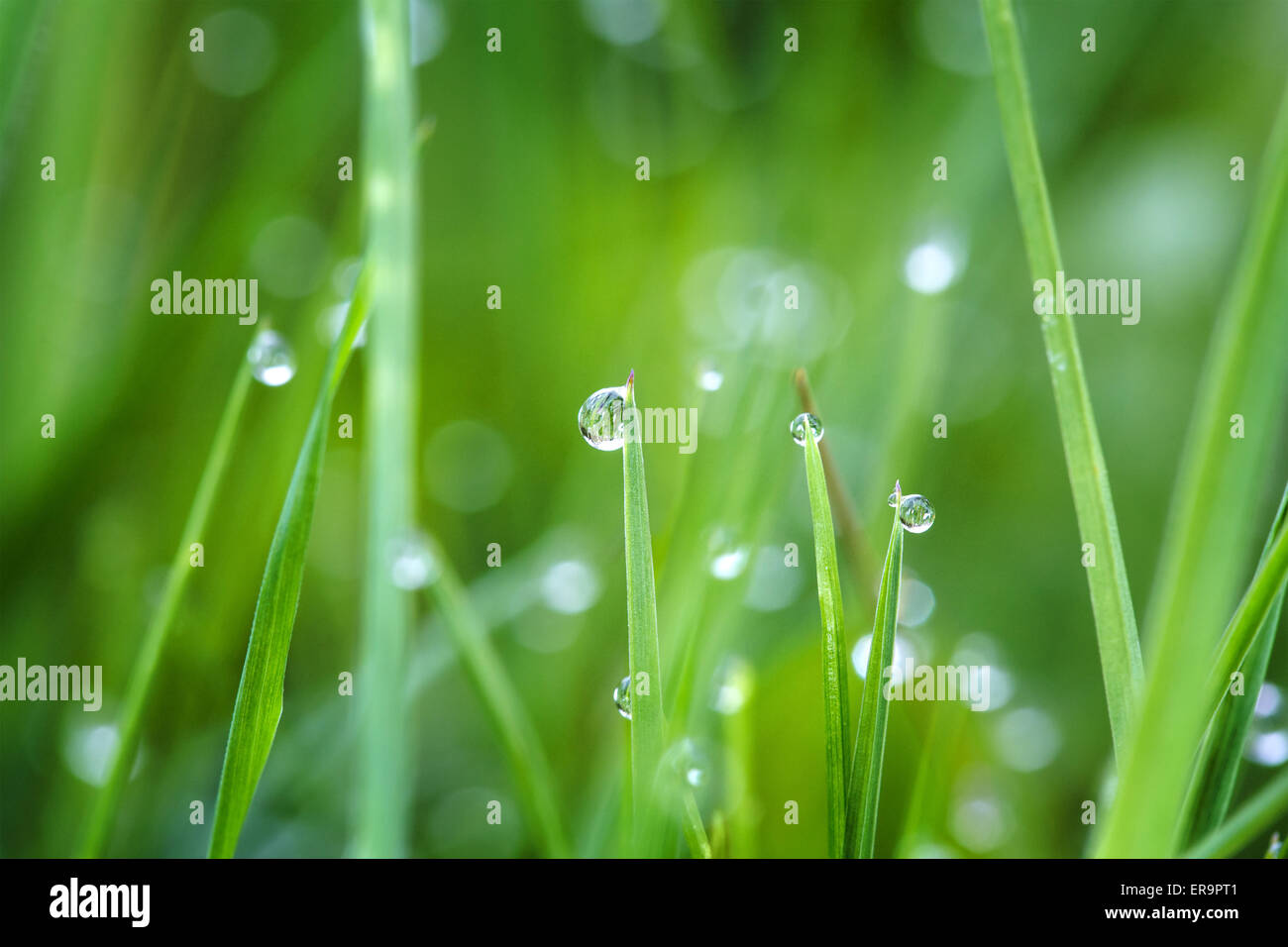 Gocce di rugiada sull'erba verde nella luce del mattino. Foto Stock