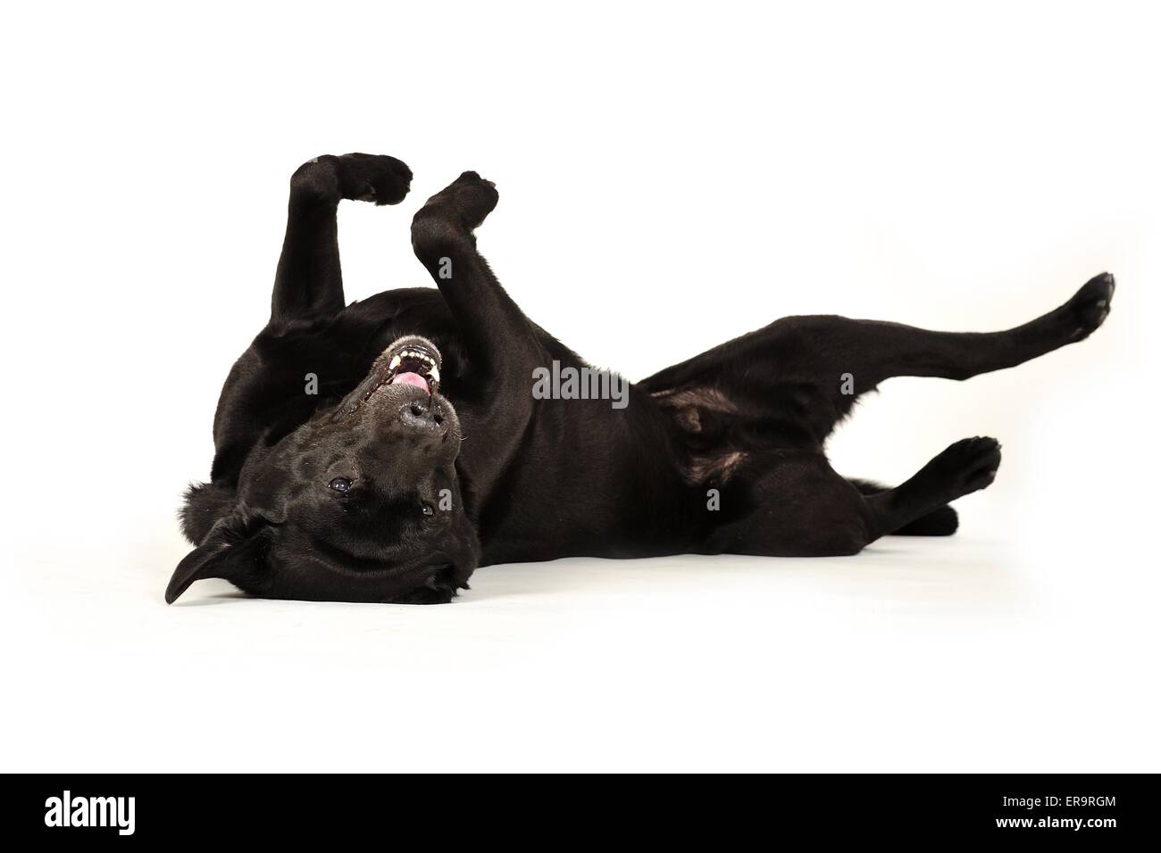 Il rotolamento Labrador Retriever Foto Stock