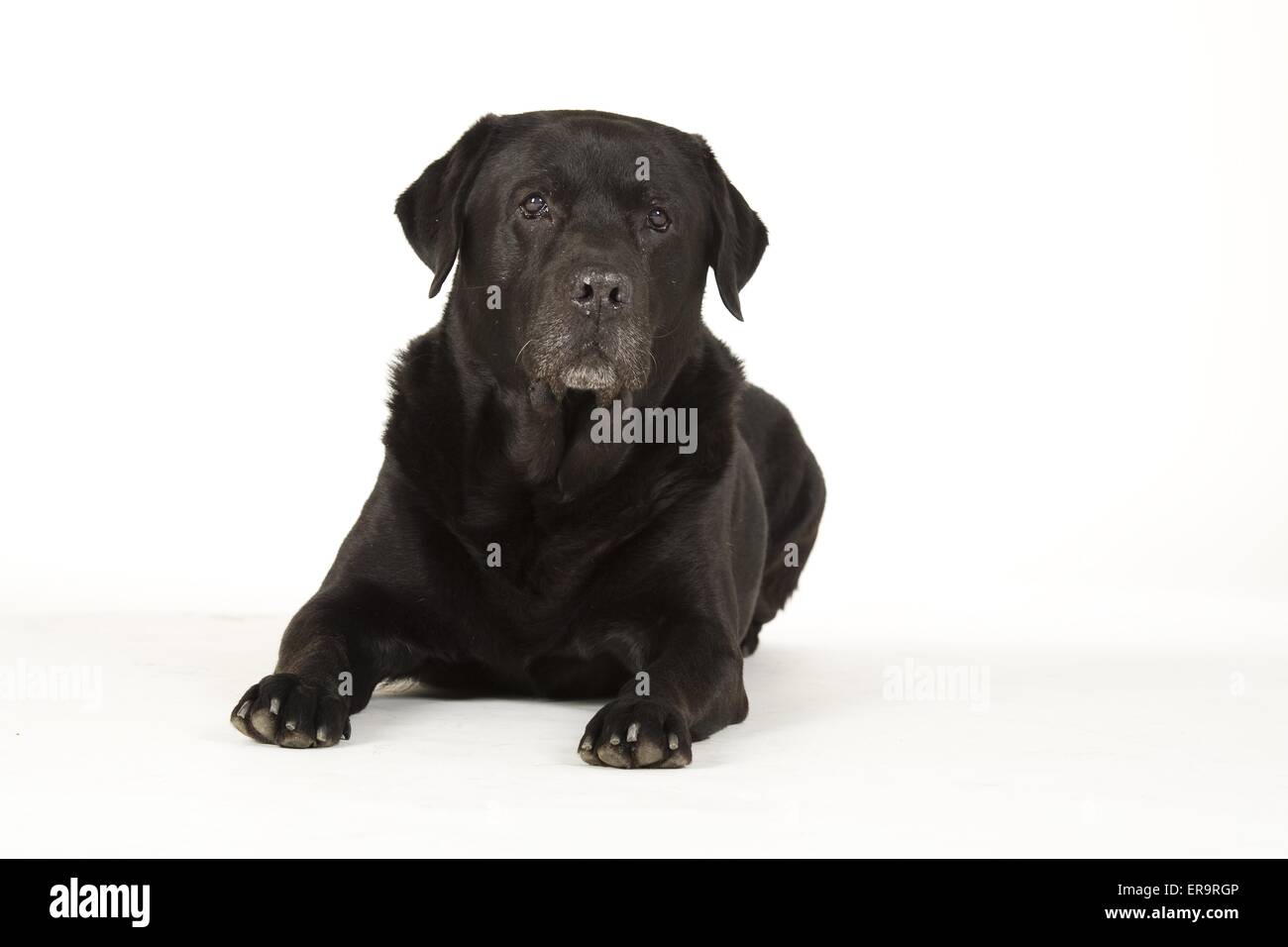 Giacente Labrador Retriever Foto Stock