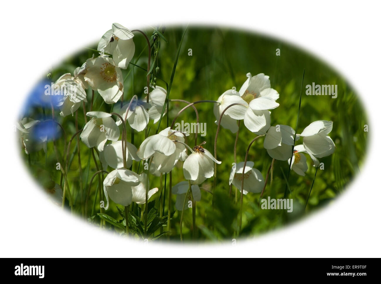 Fiori bianchi stringa di foresta(Anemone sylvestris). Foto Stock