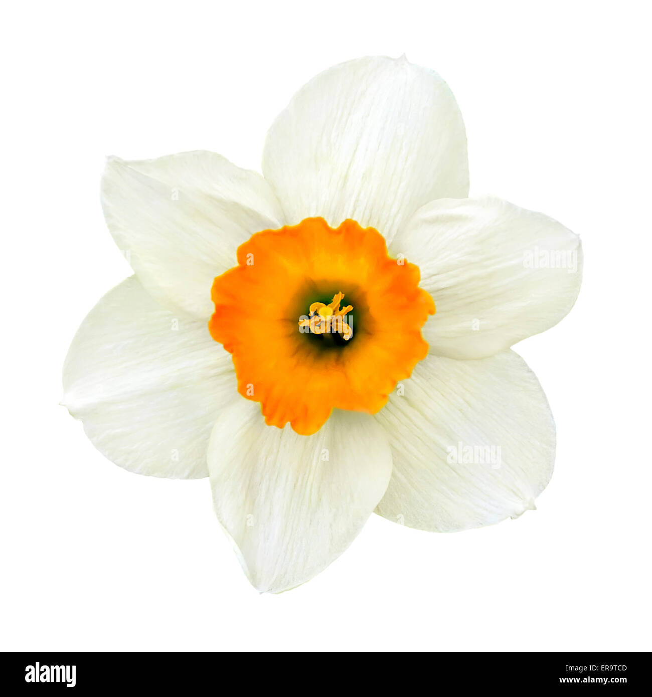 Fiore di narciso close-up isolati su sfondo bianco Foto Stock