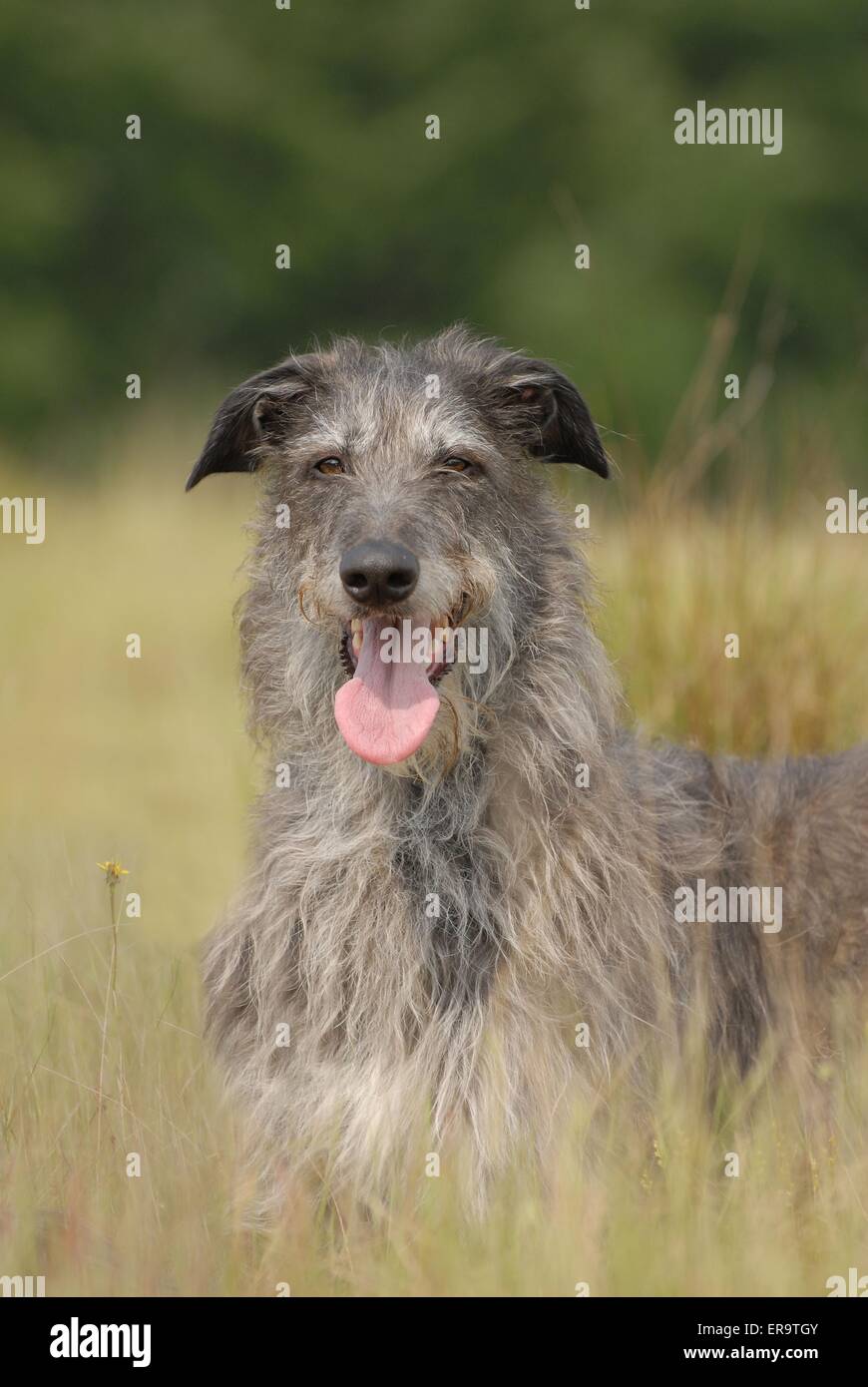 Deerhound bugiardo Foto Stock