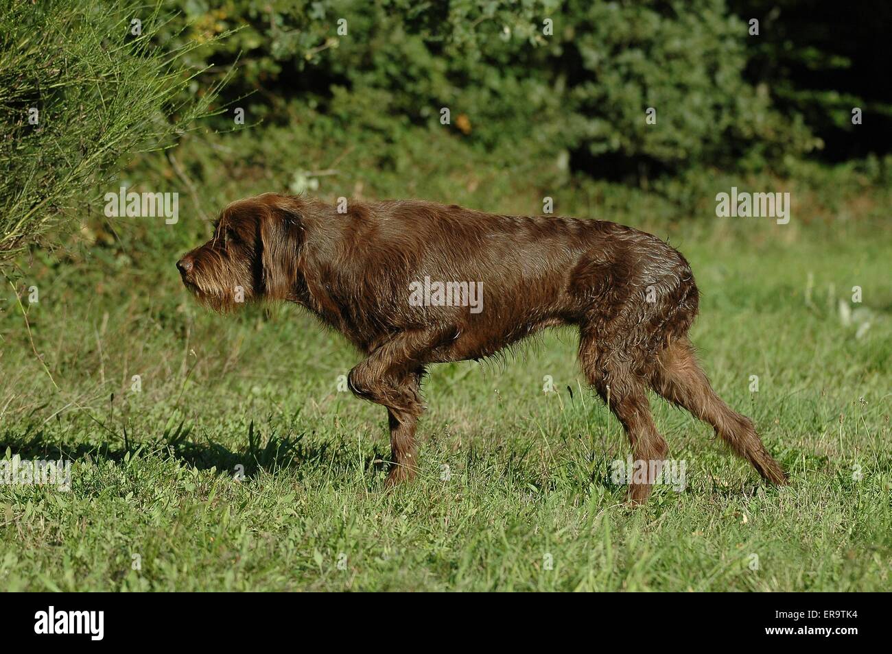 Il tedesco rotto rivestite di cane di puntamento Foto Stock