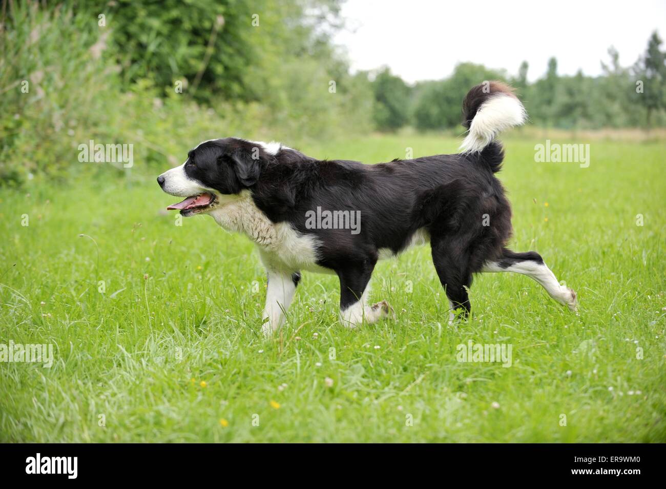 Asia centrale Pastore Foto Stock