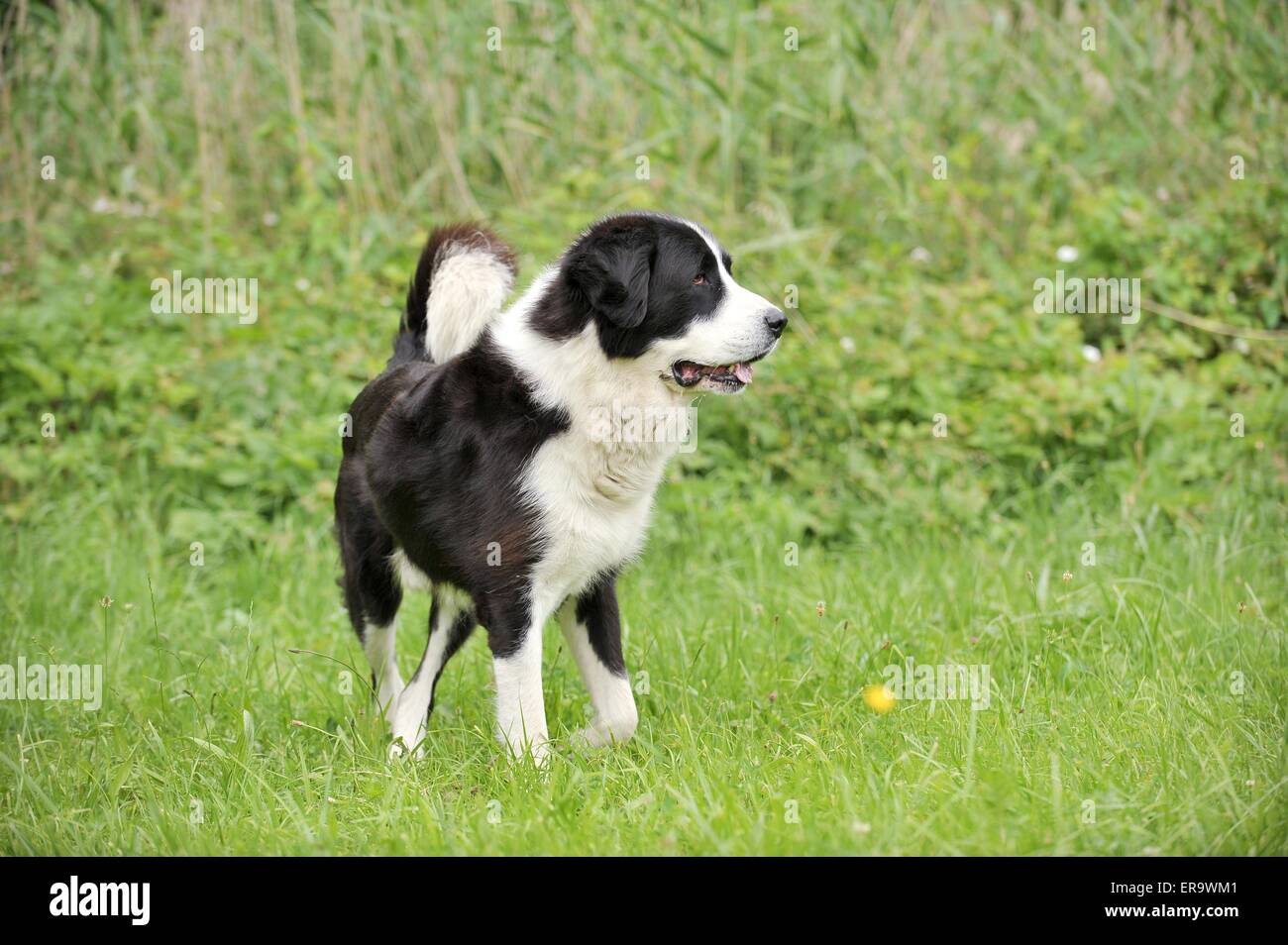 Asia centrale Pastore Foto Stock