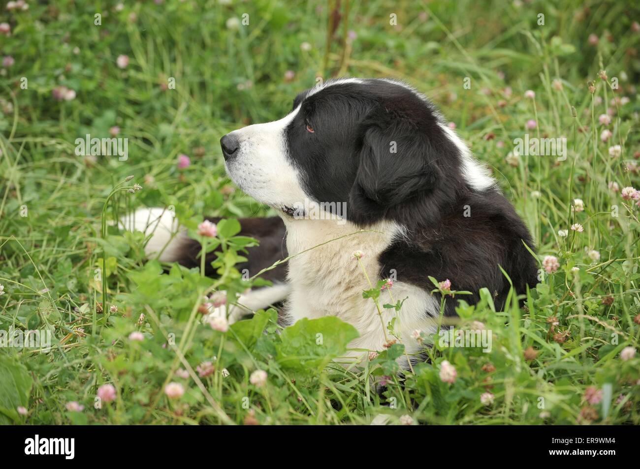Asia centrale Pastore Foto Stock