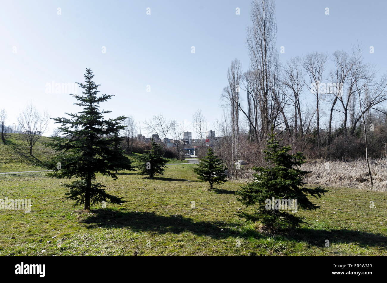 Campo di primavera con albero a foglie decidue e di conifere a luce del sole nel parco Foto Stock