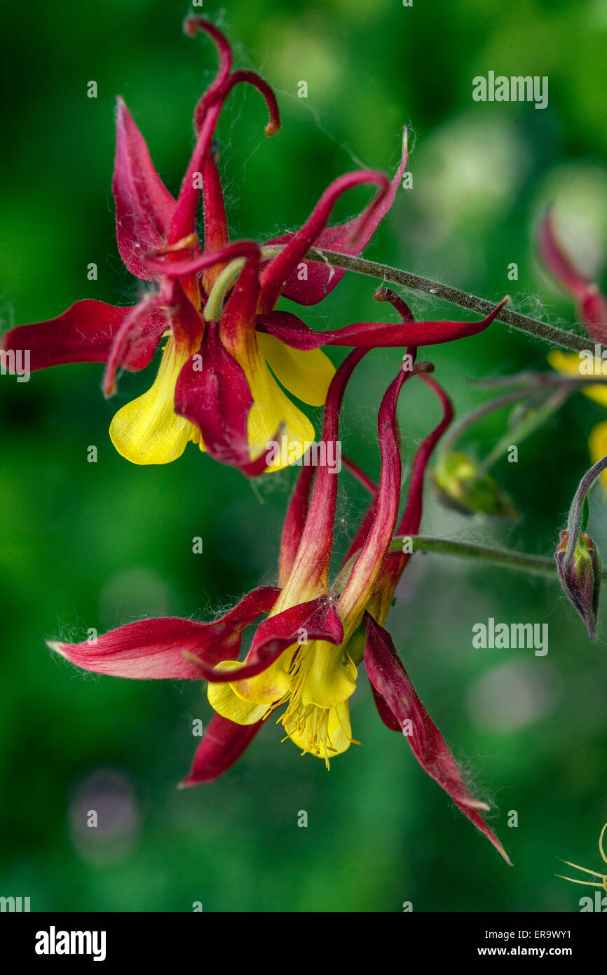 Aquilegia alpina Aquilegia " Tequila Sunrise" rosso fiore giallo Foto Stock