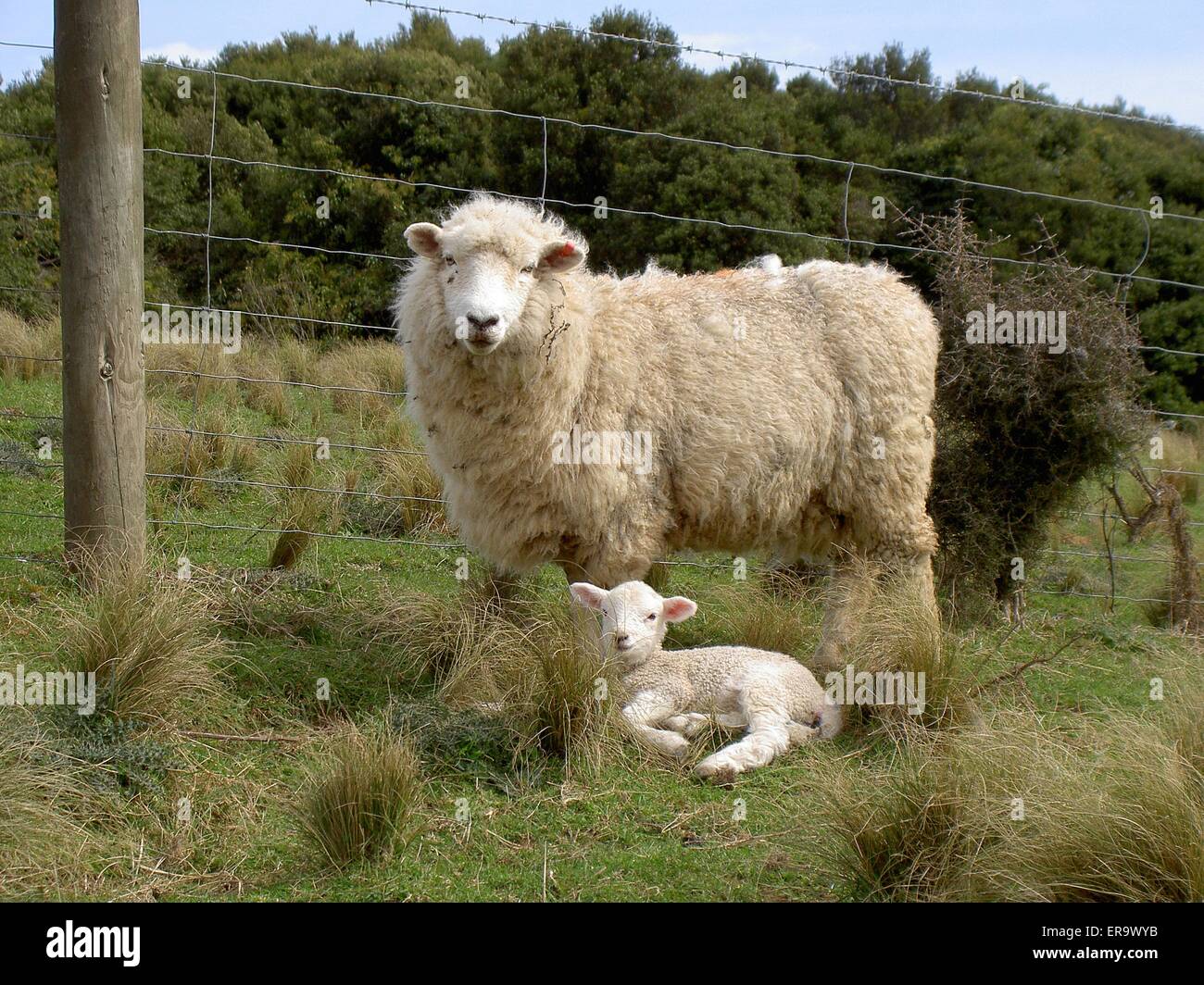 Madre di Pecora con agnello Foto Stock