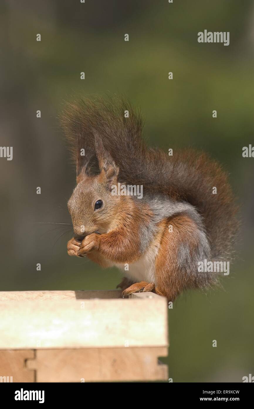 cibo dello scoiattolo Foto Stock