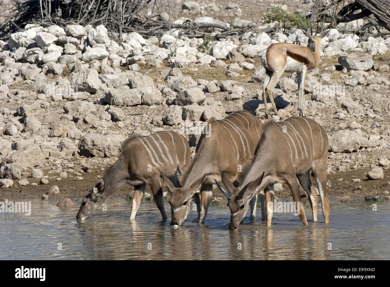 Kudu maggiore Foto Stock