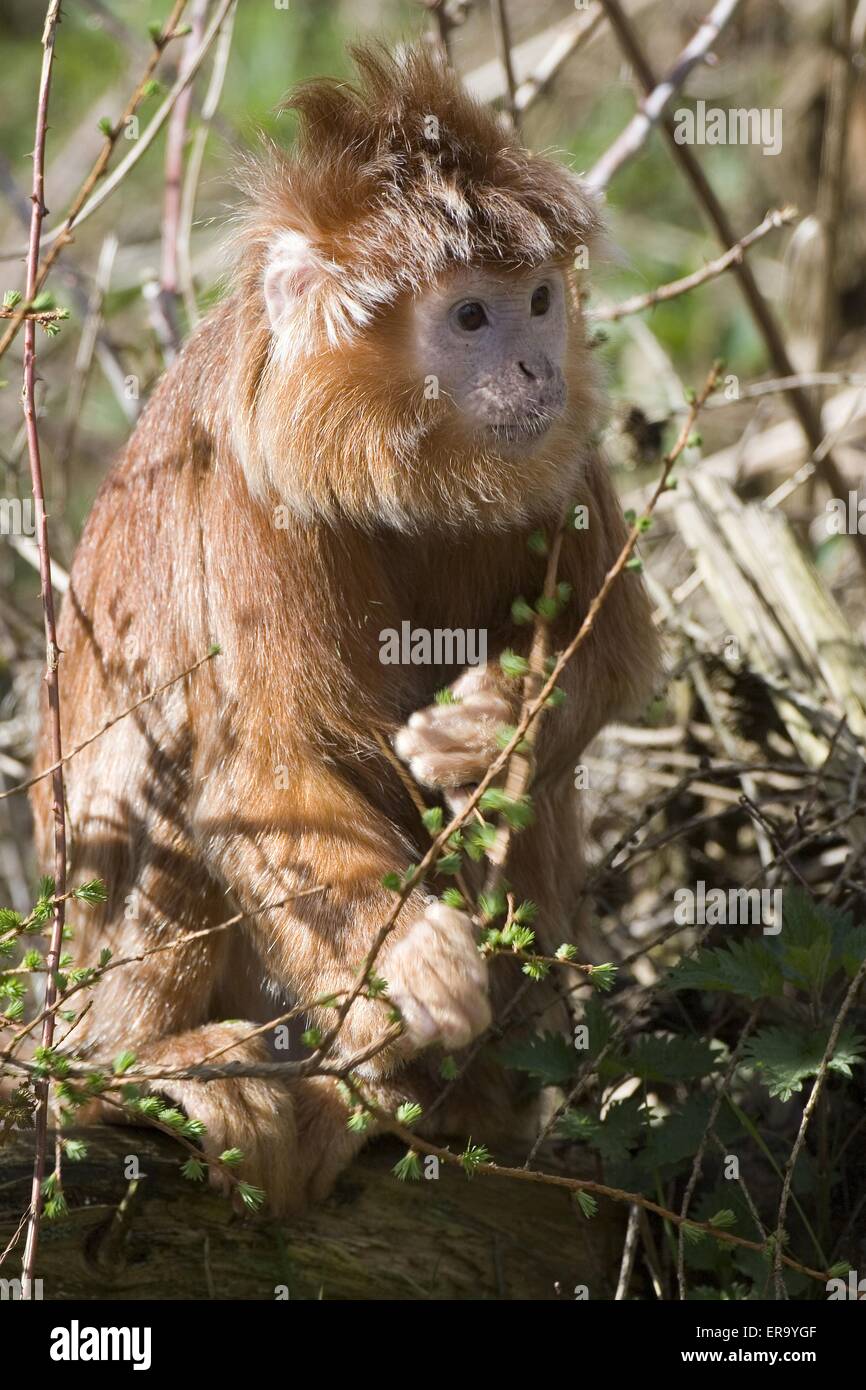 Red Iavan Langur Foto Stock