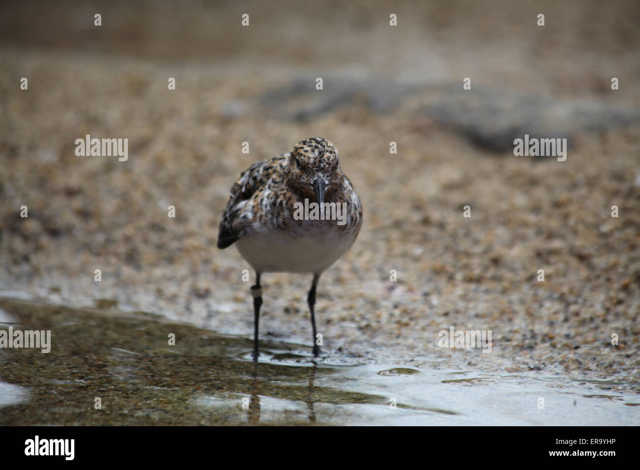 Sandpiper occidentale bagno Foto Stock