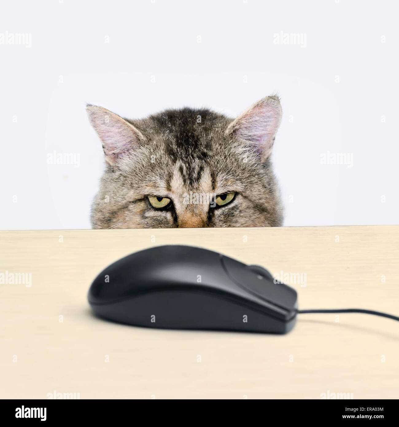 Cat caccia un mouse del computer giacente sul tavolo Foto Stock