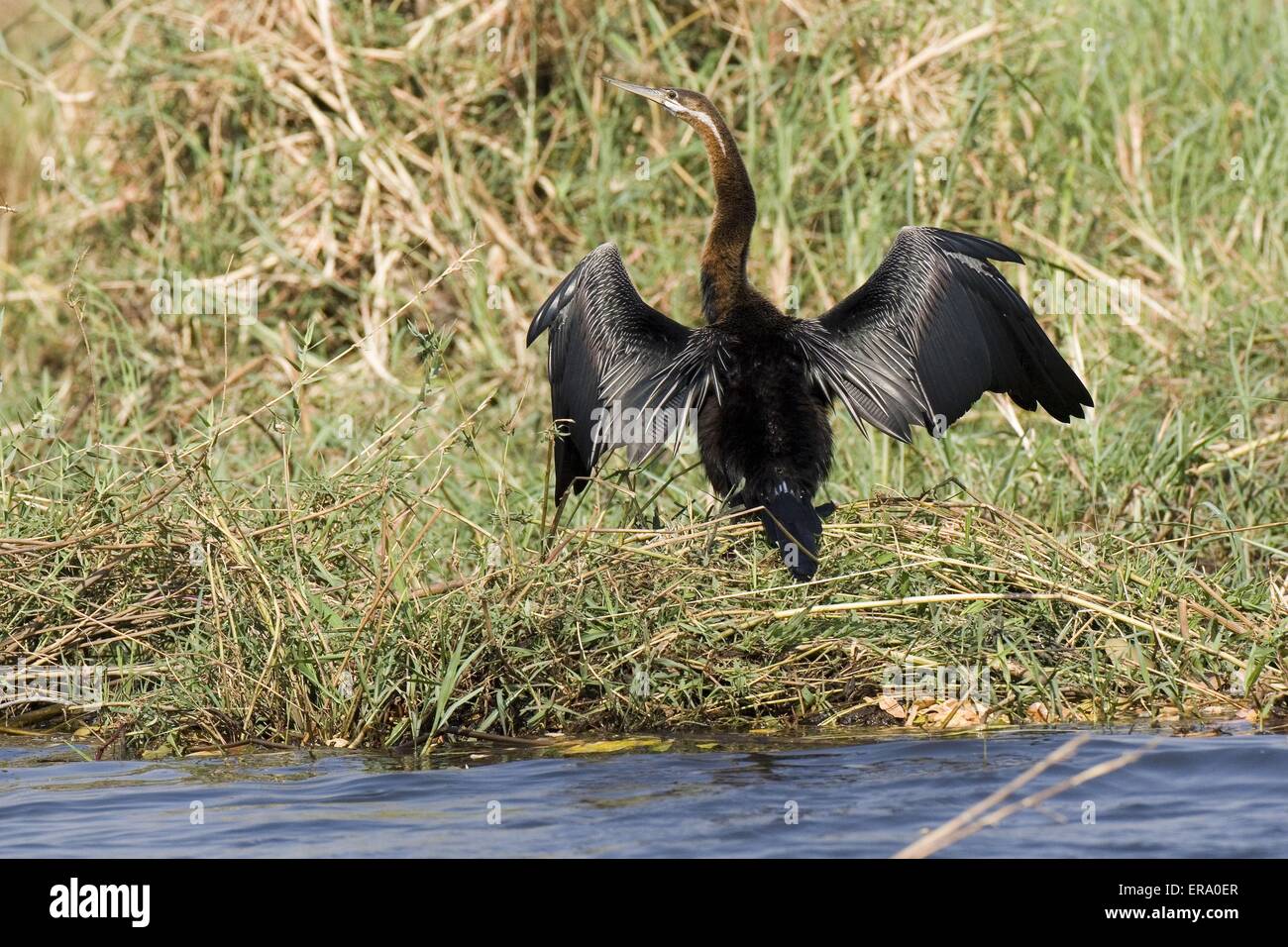 Darter Foto Stock