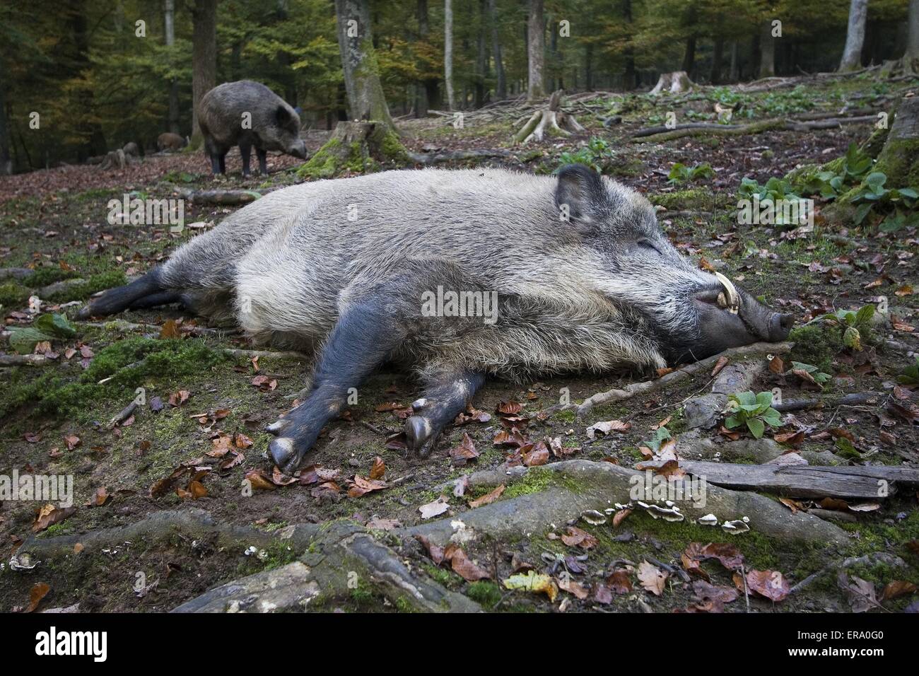 Sleeping cinghiale Foto Stock