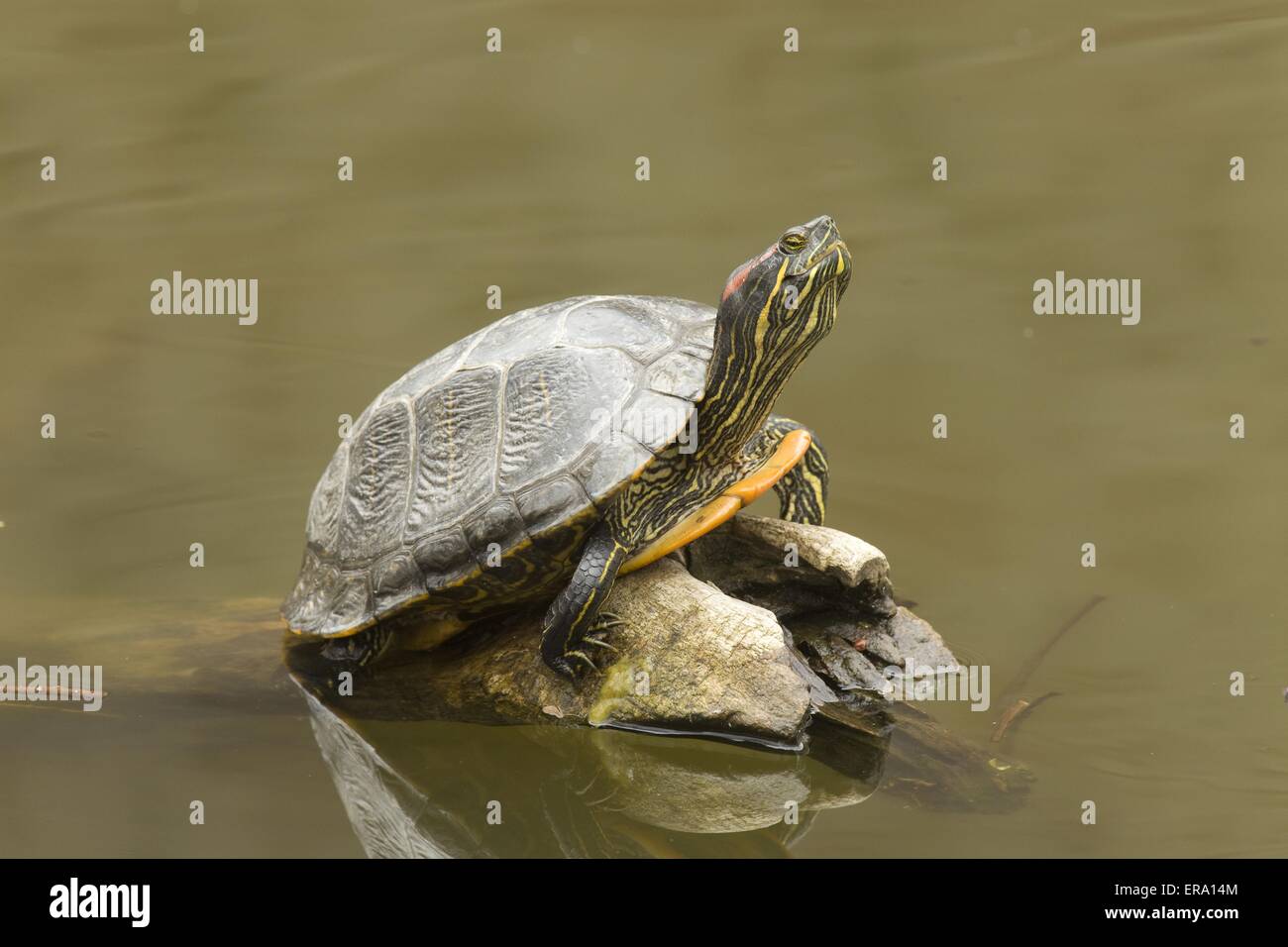 Rosso-eared slider Foto Stock