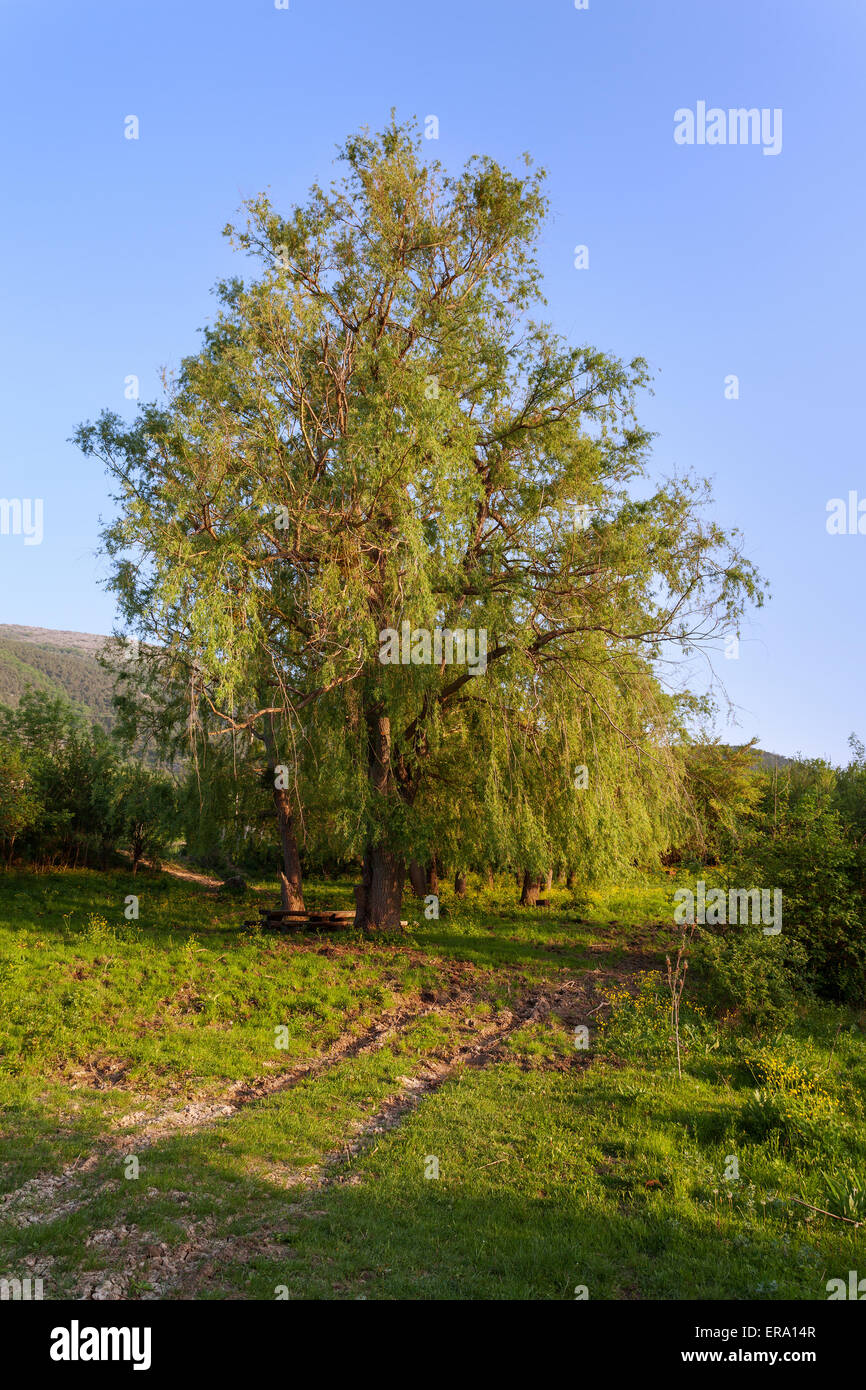 Paesaggio al tramonto. Albero solitario in estate sulle montagne della Crimea Foto Stock