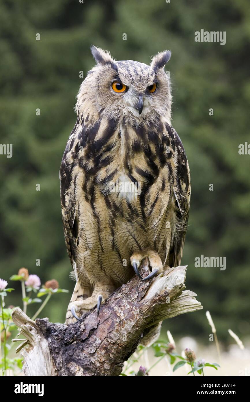Gufo di Aquila Foto Stock