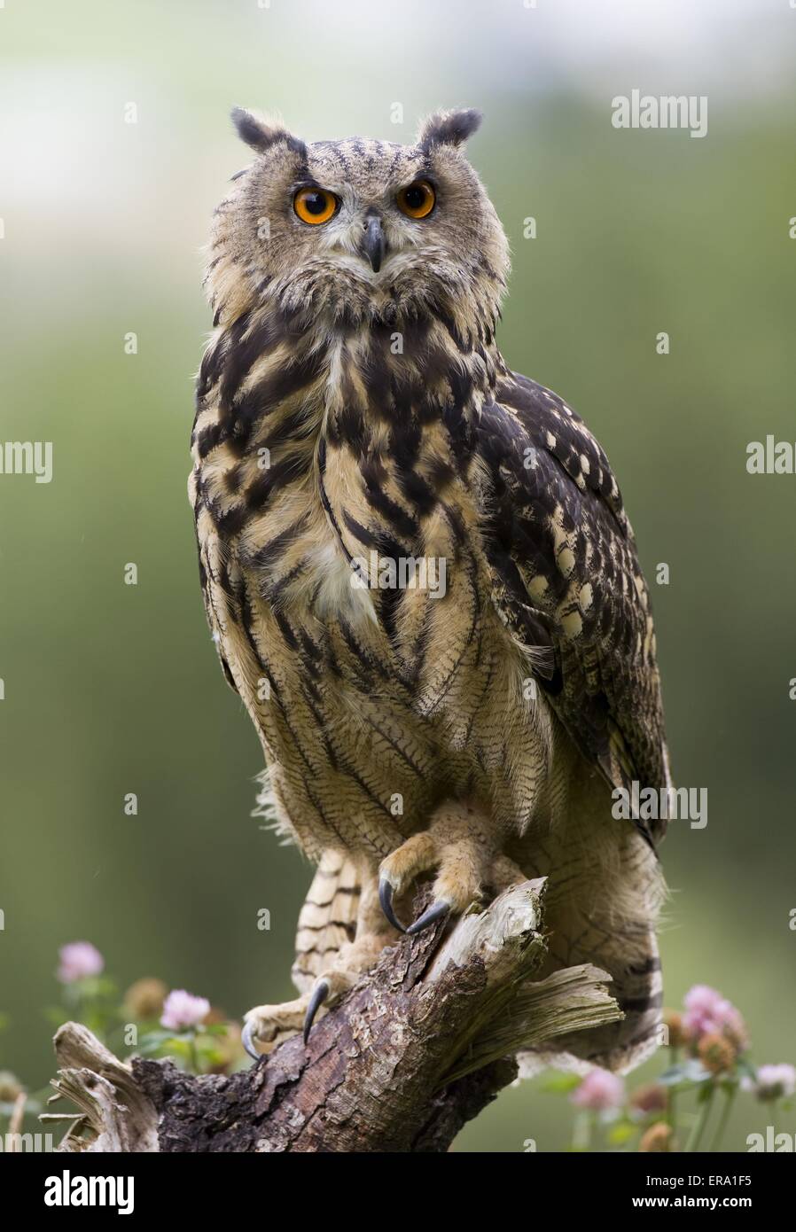 Gufo di Aquila Foto Stock